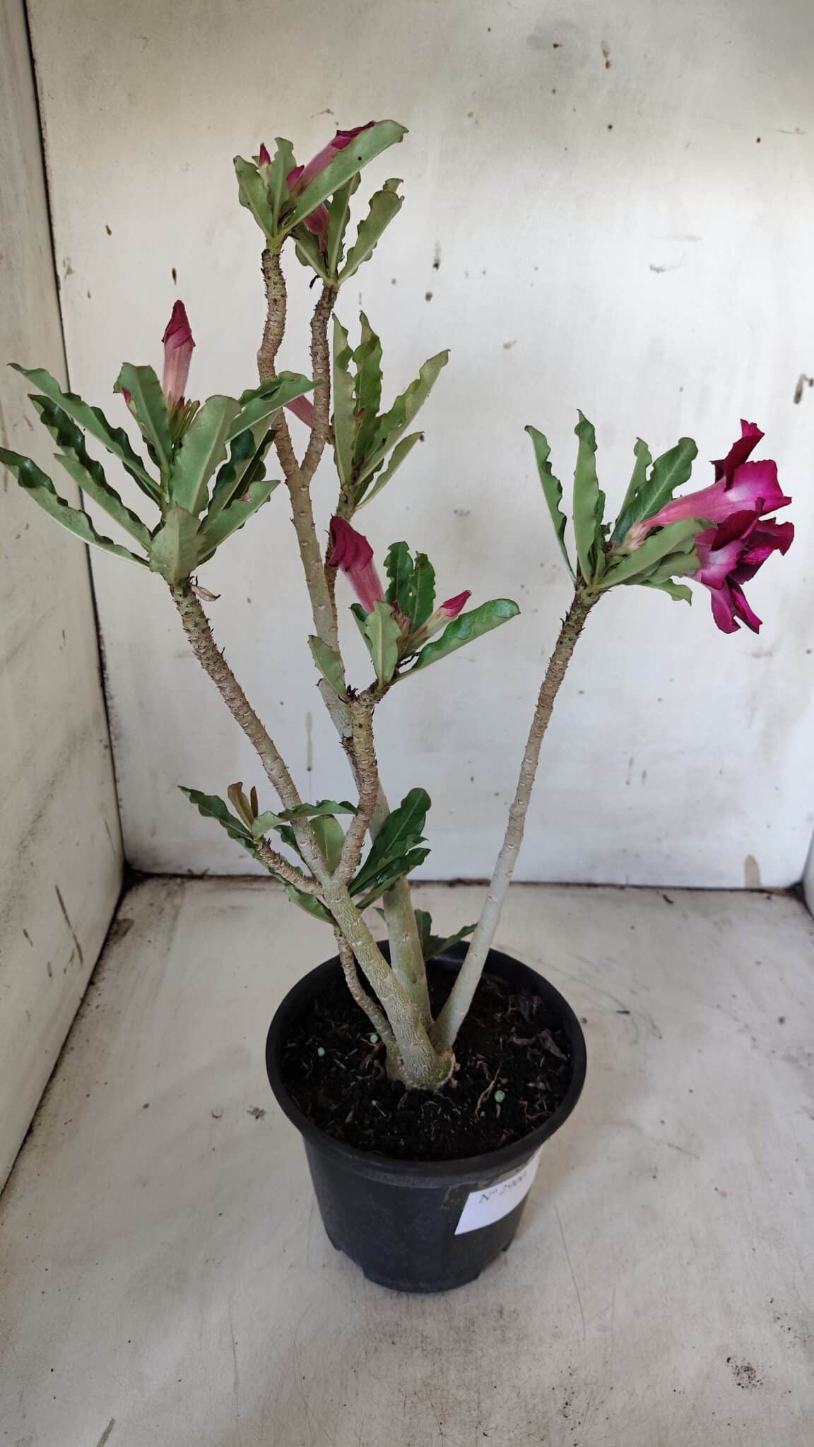 Planta Simples 2900 – 30cm – 02 anos