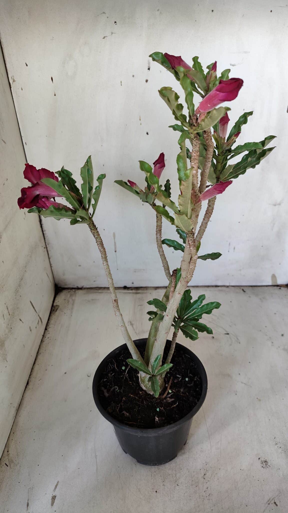 Planta Simples 2900 – 30cm – 02 anos