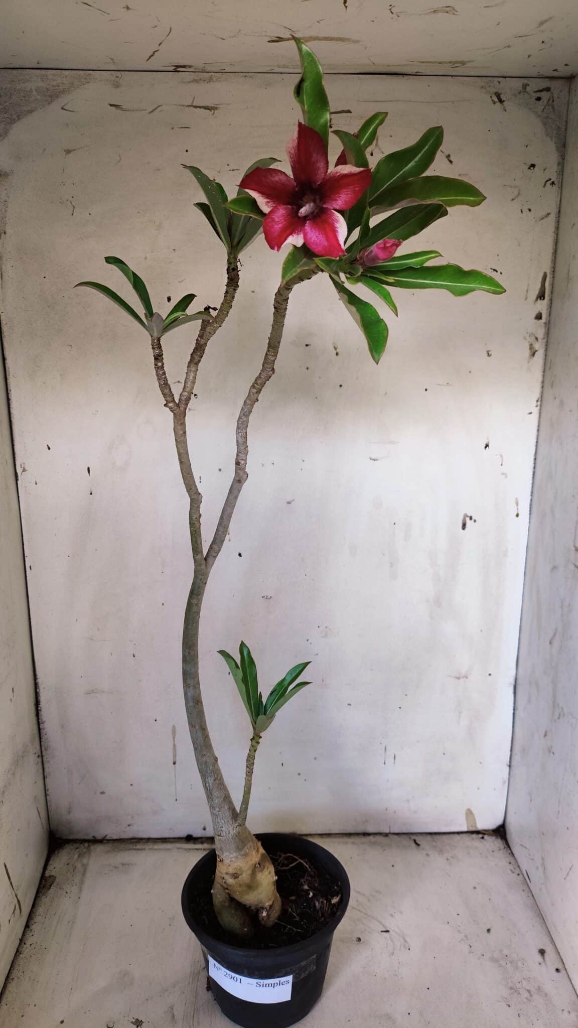 Planta Simples 2901 – 40cm – 03 anos