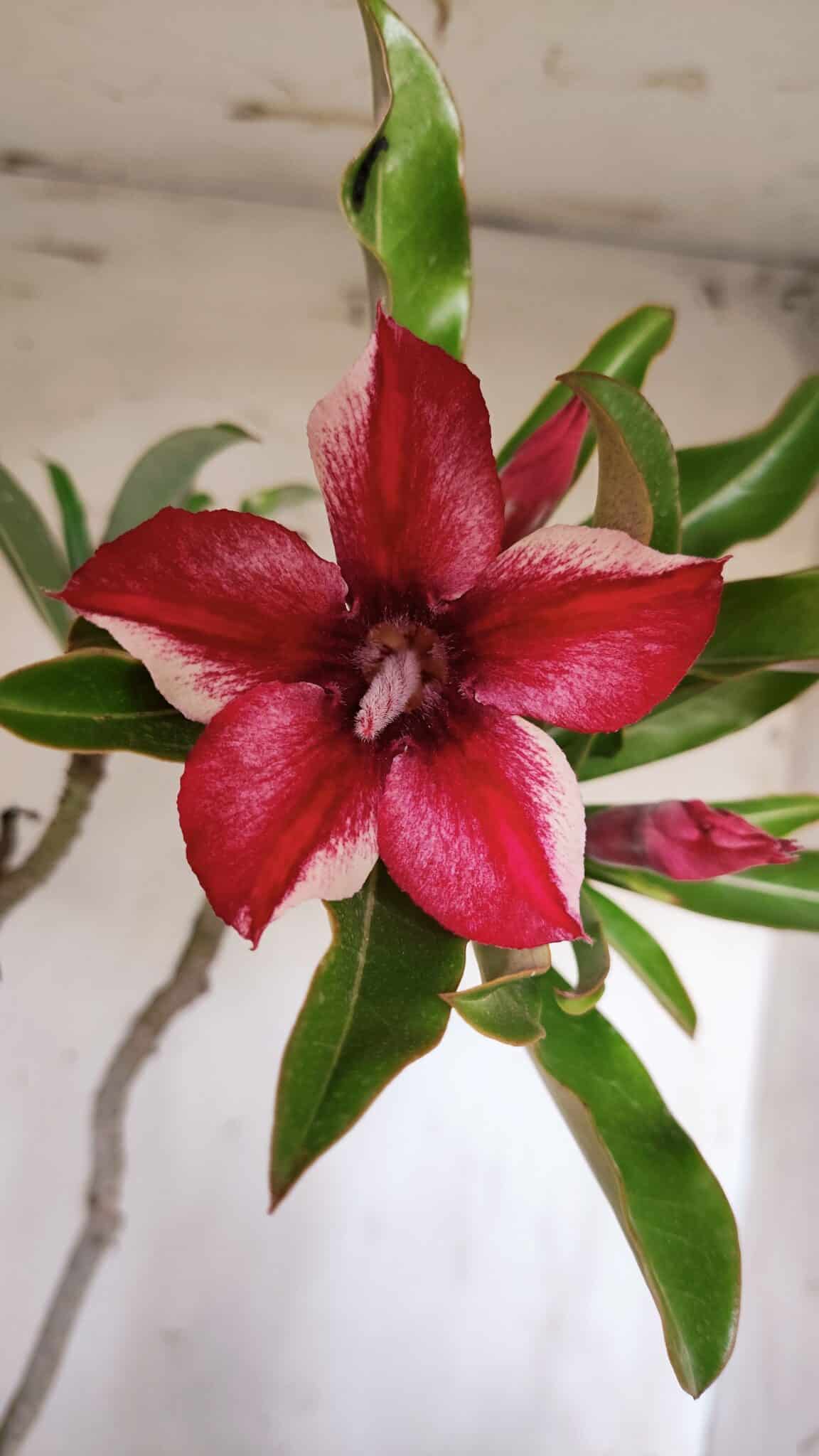 Planta Simples 2901 – 40cm – 03 anos
