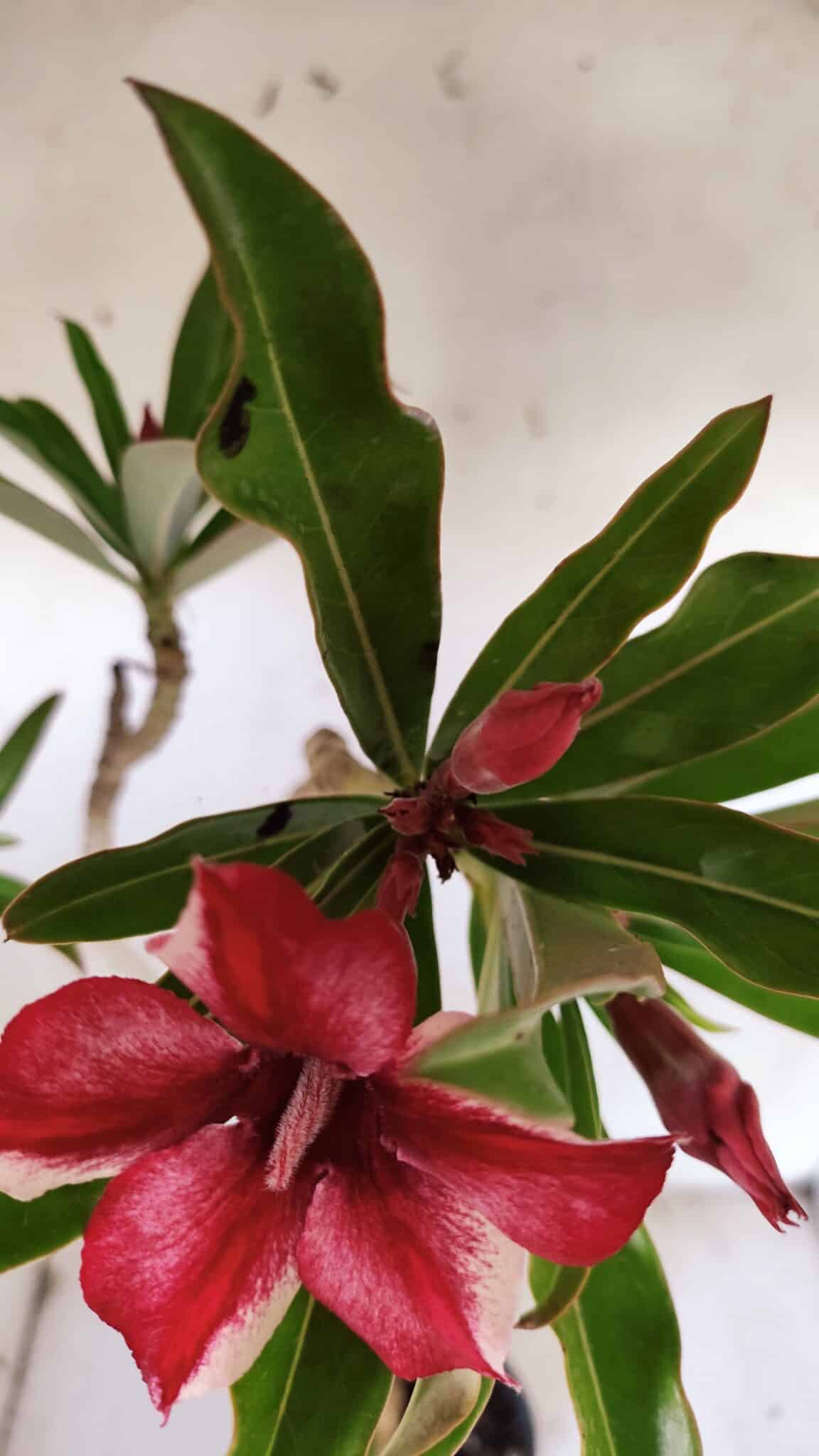 Planta Simples 2901 – 40cm – 03 anos