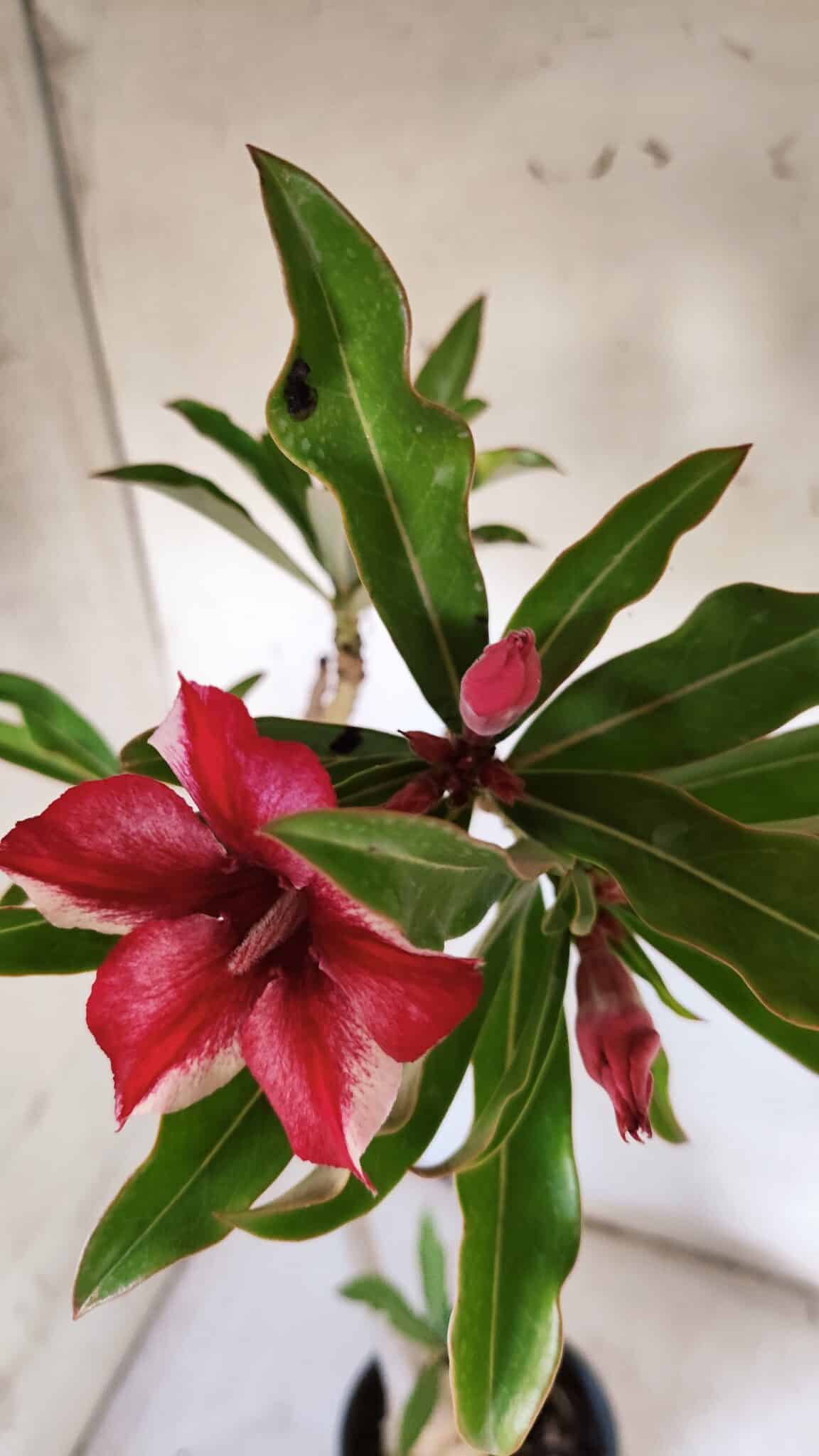 Planta Simples 2901 – 40cm – 03 anos