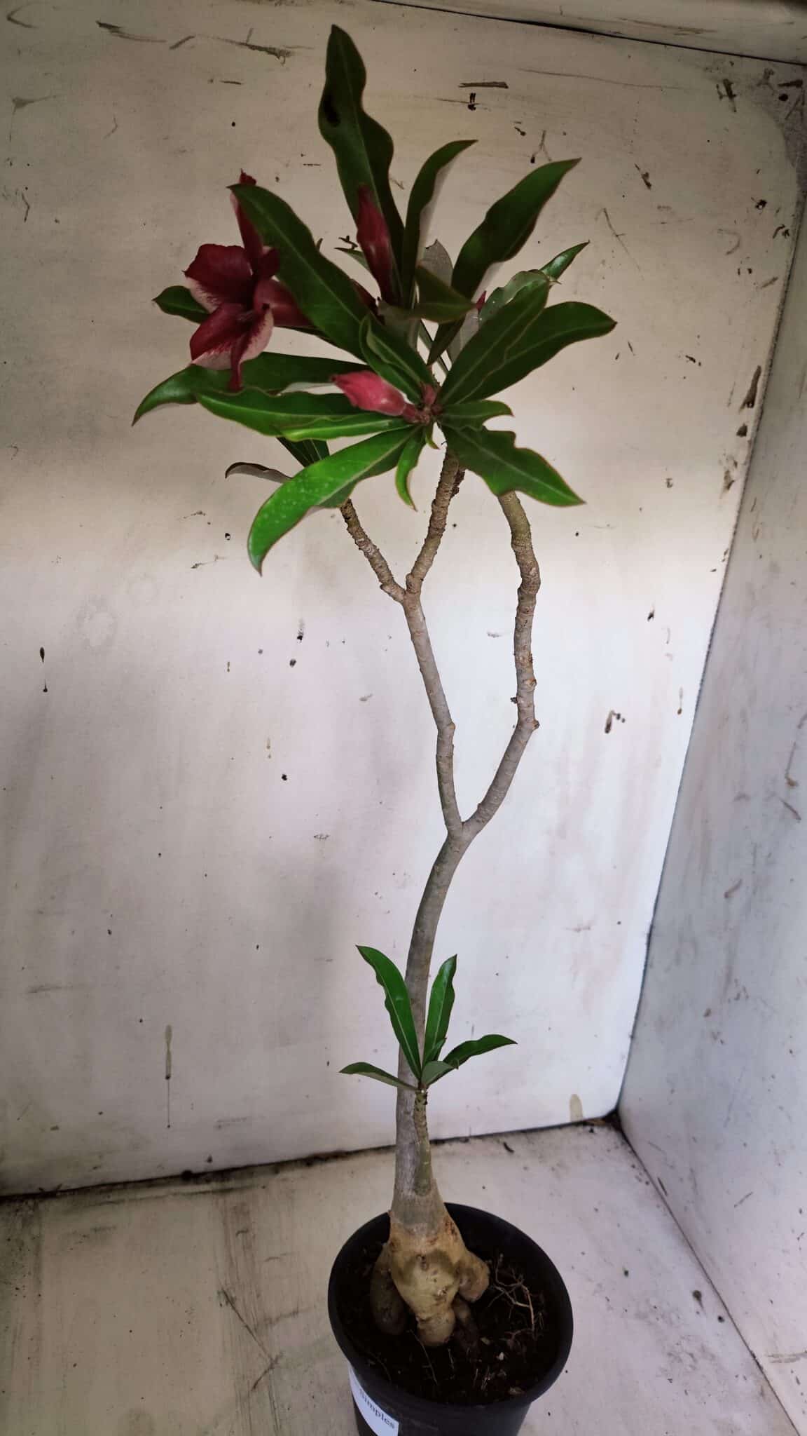 Planta Simples 2901 – 40cm – 03 anos