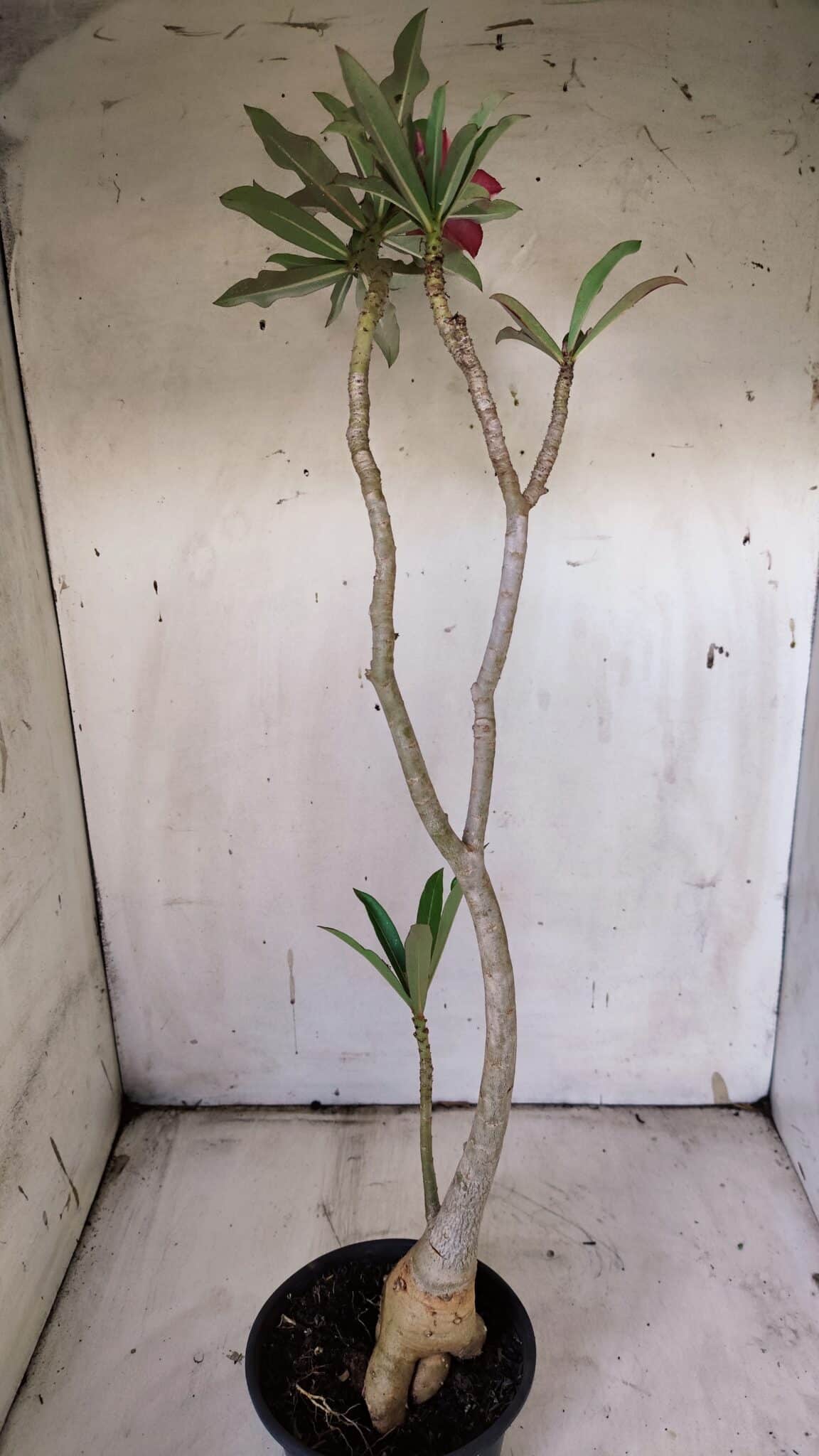 Planta Simples 2901 – 40cm – 03 anos