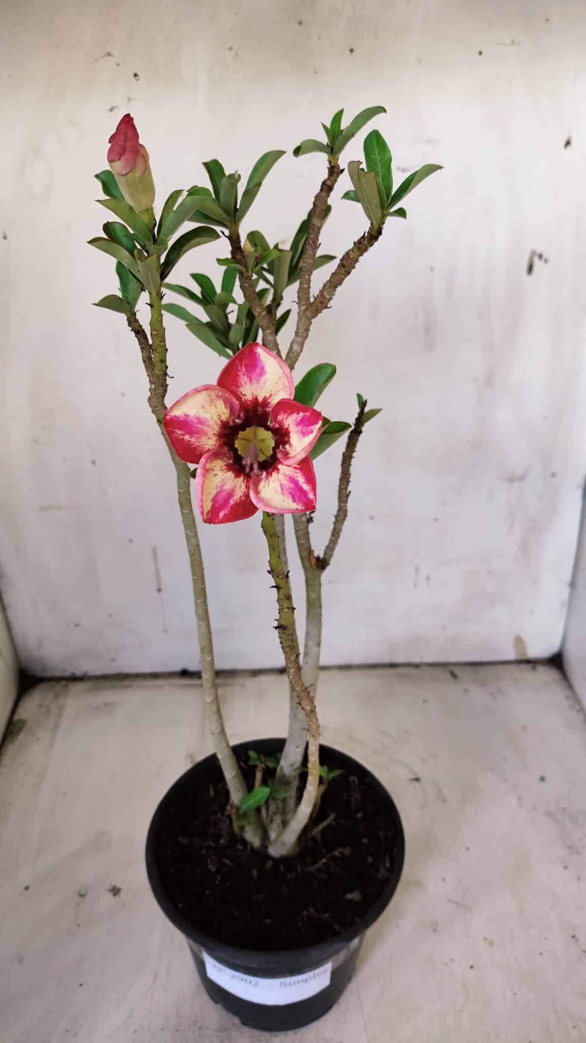 Planta Simples 2902 – 30cm – 02 anos