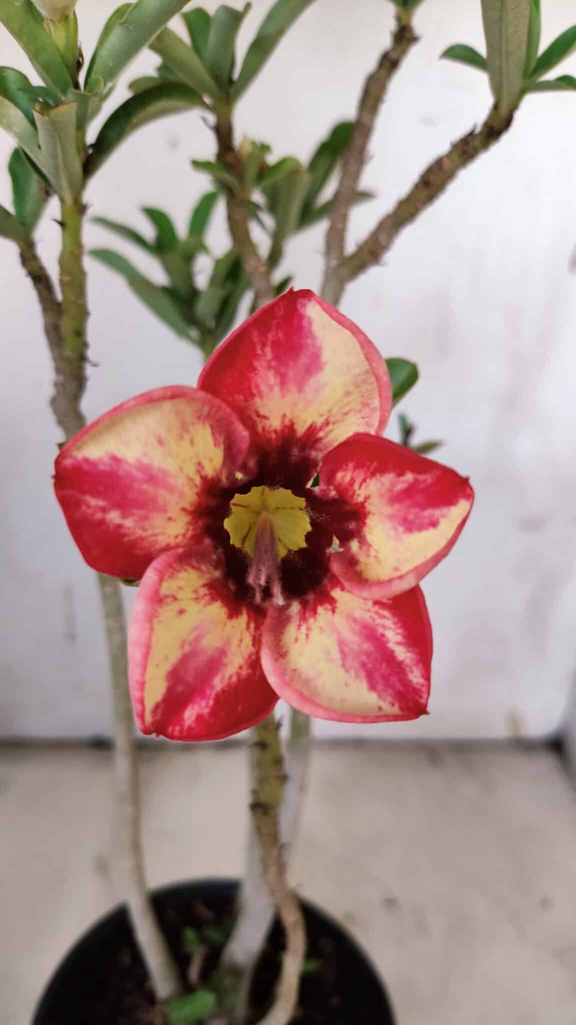 Planta Simples 2902 – 30cm – 02 anos