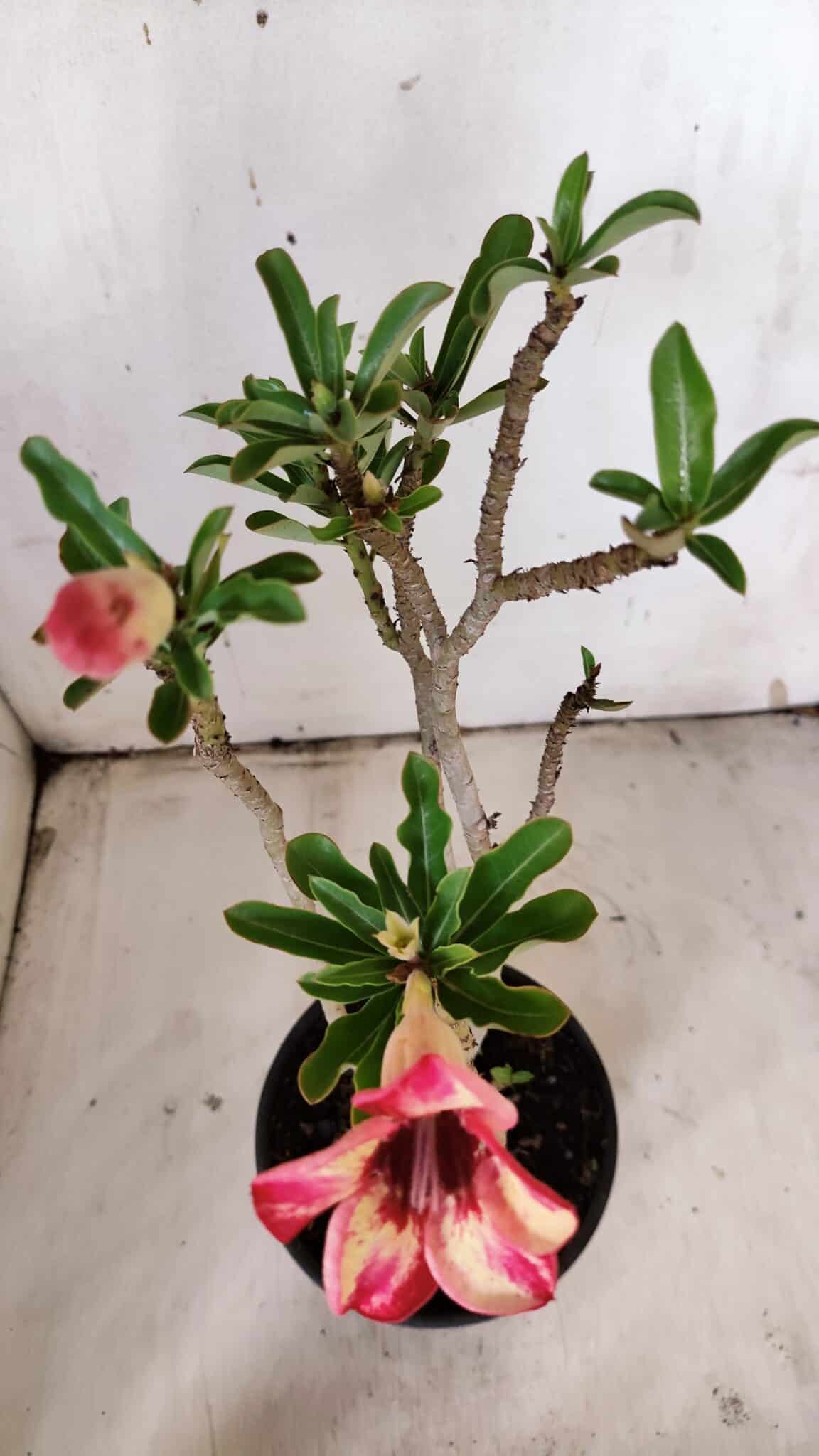 Planta Simples 2902 – 30cm – 02 anos