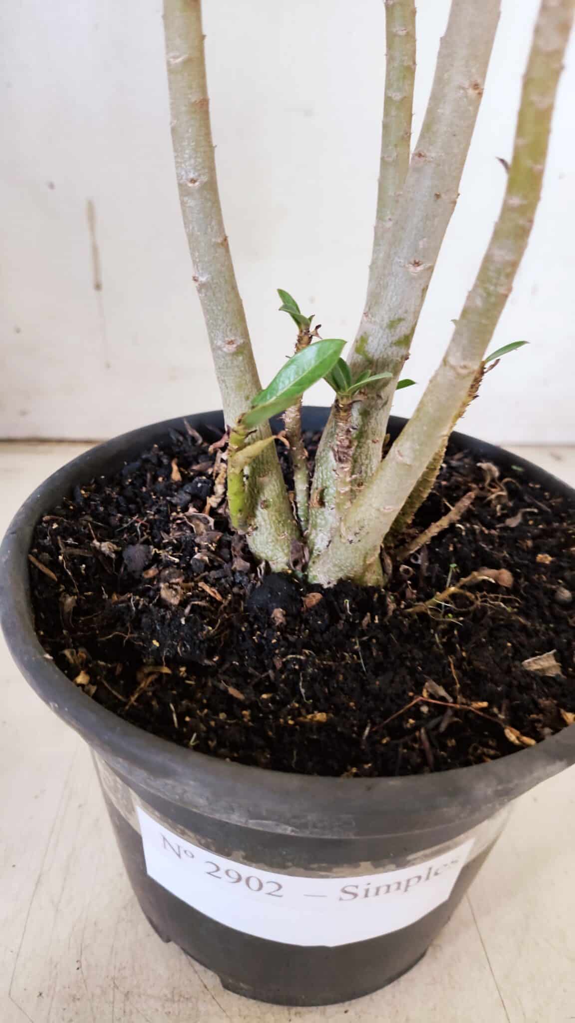 Planta Simples 2902 – 30cm – 02 anos