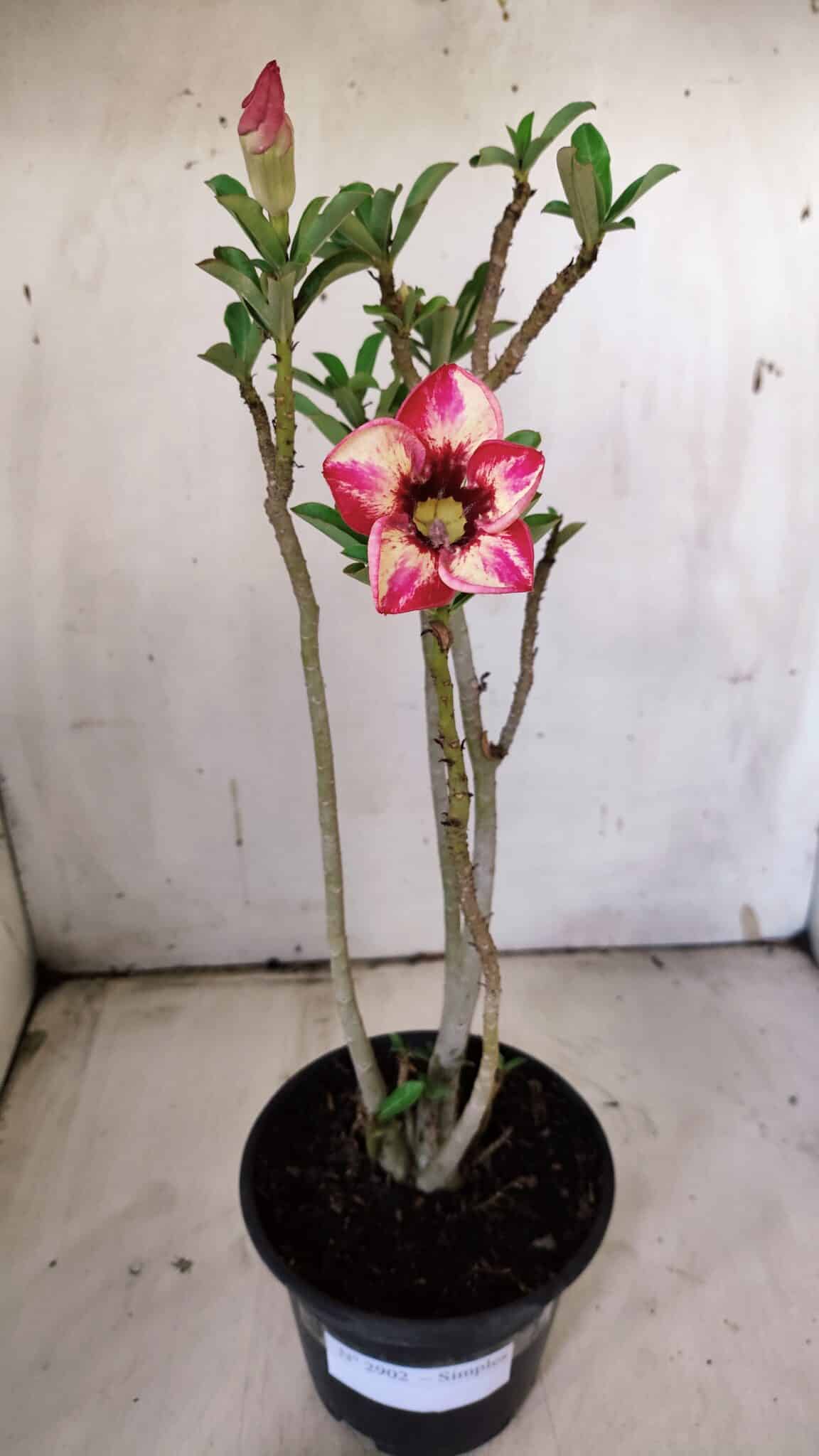 Planta Simples 2902 – 30cm – 02 anos