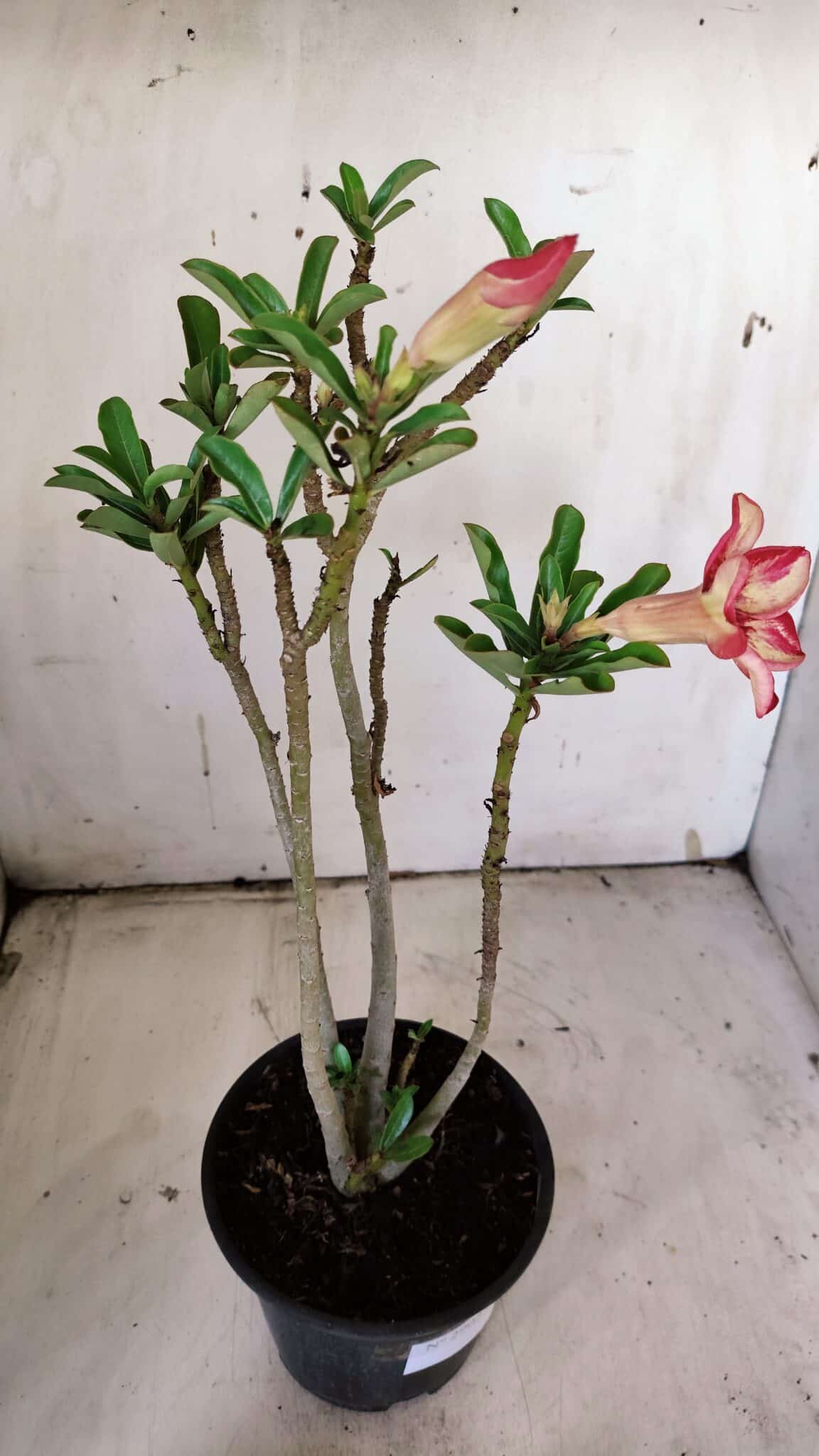 Planta Simples 2902 – 30cm – 02 anos