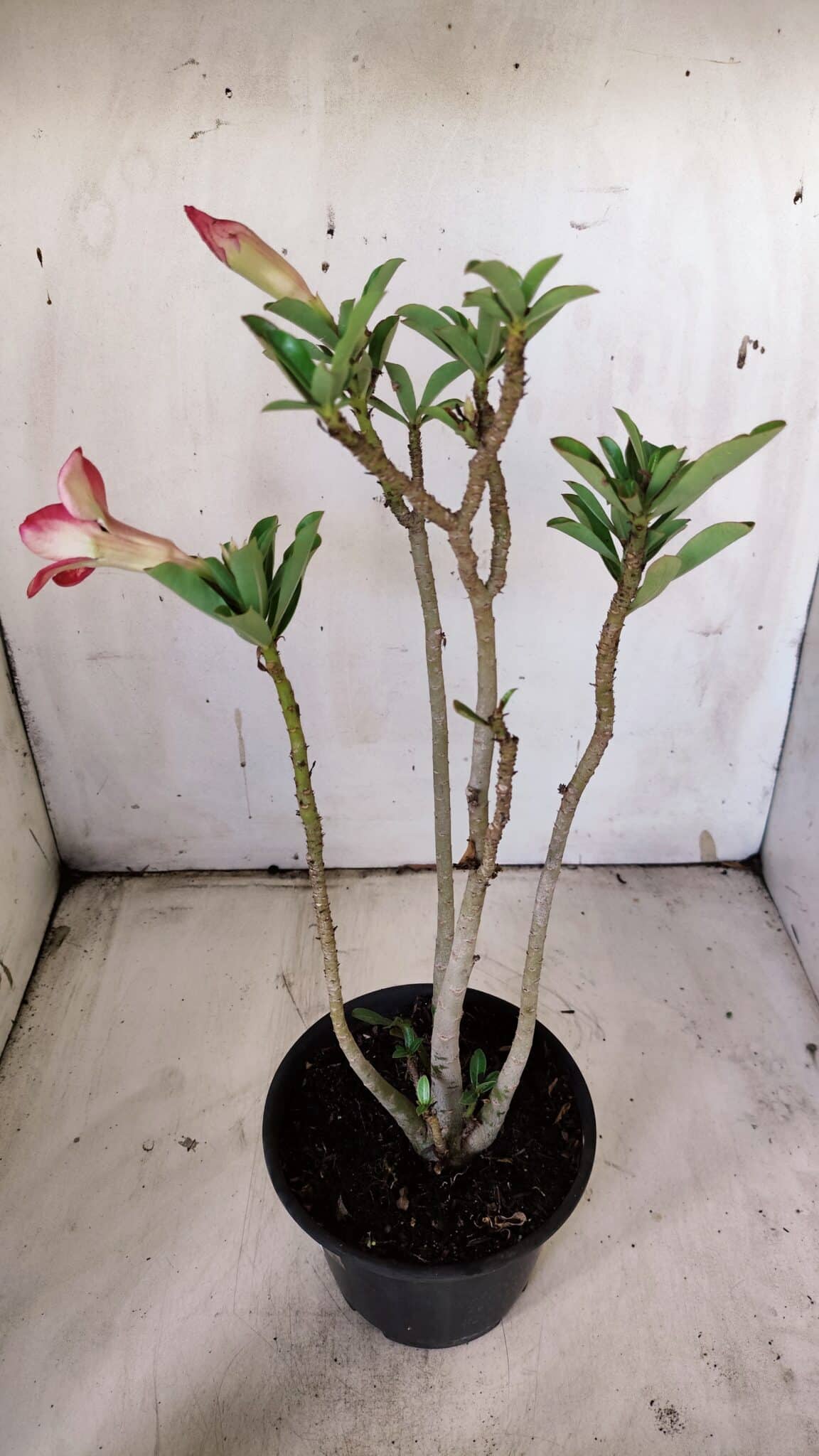 Planta Simples 2902 – 30cm – 02 anos