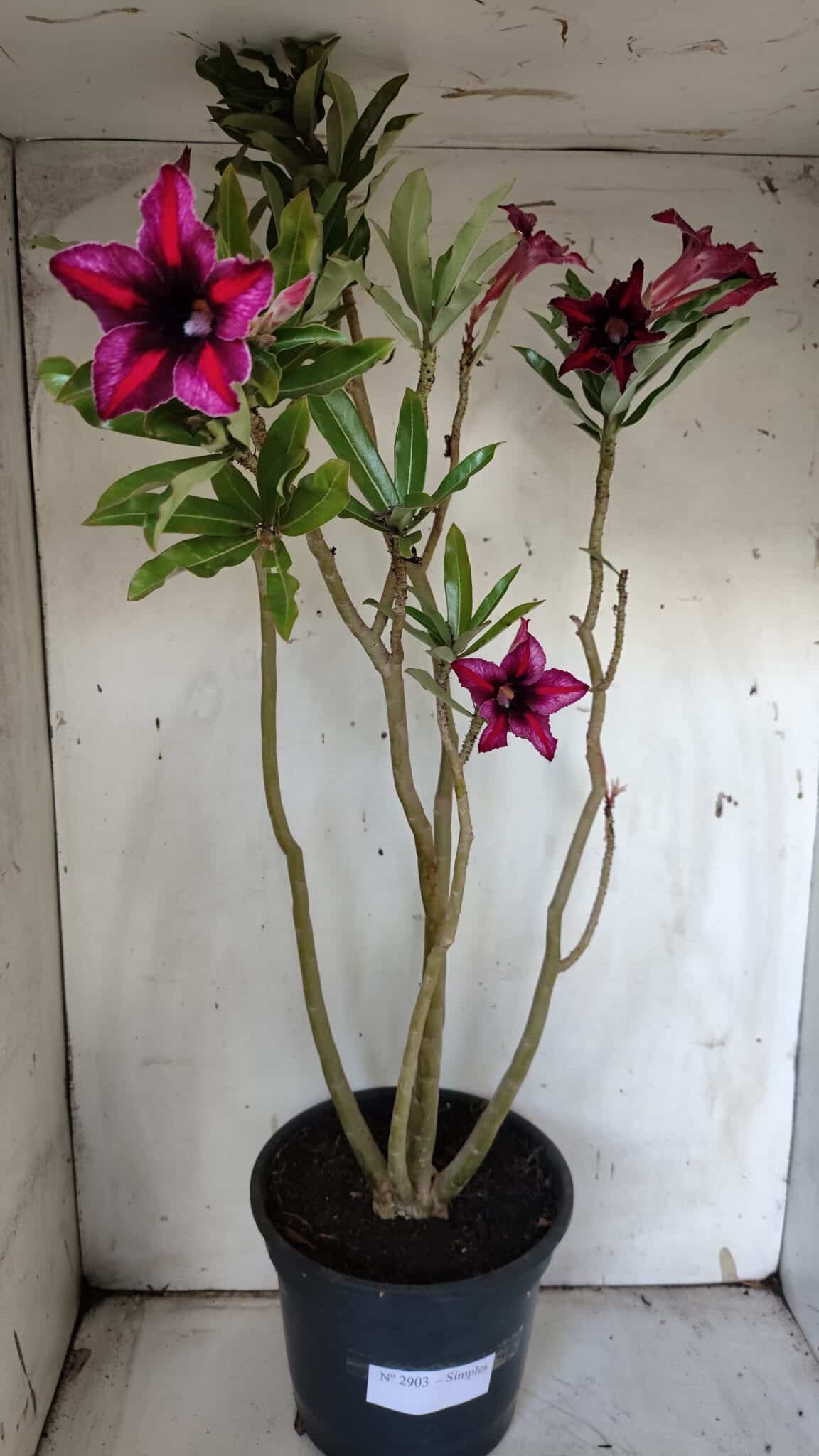 Planta Simples 2903 – 60cm – 04 anos