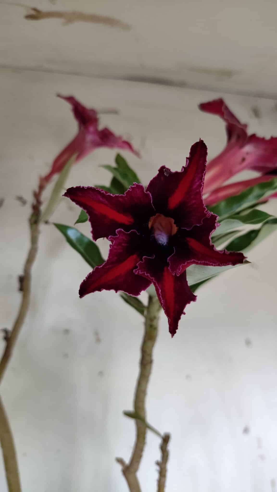 Planta Simples 2903 – 60cm – 04 anos