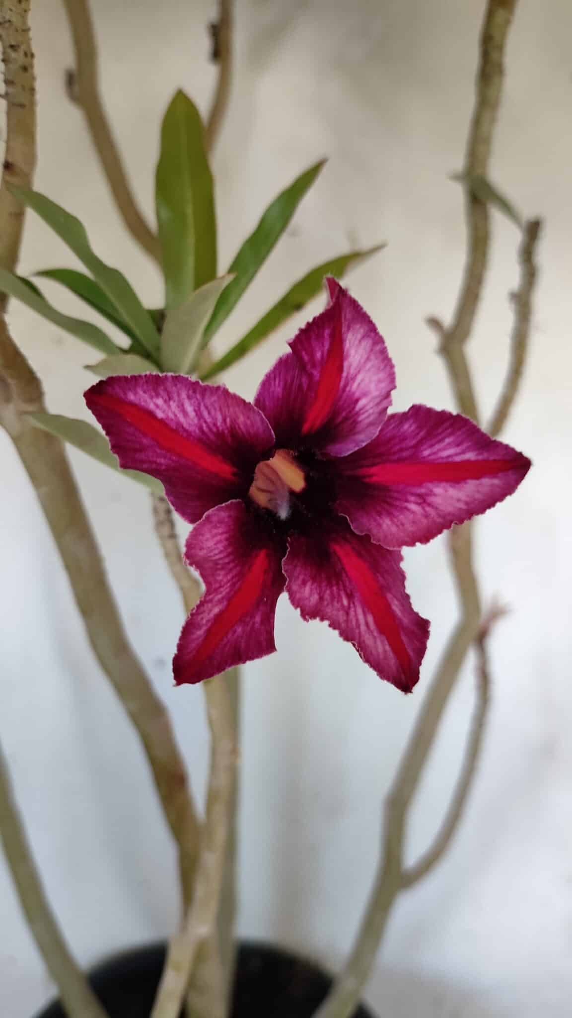 Planta Simples 2903 – 60cm – 04 anos