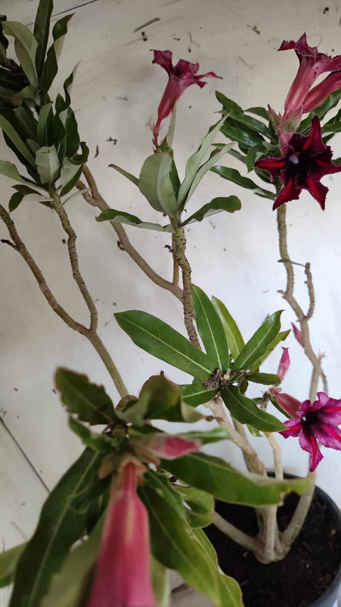 Planta Simples 2903 – 60cm – 04 anos