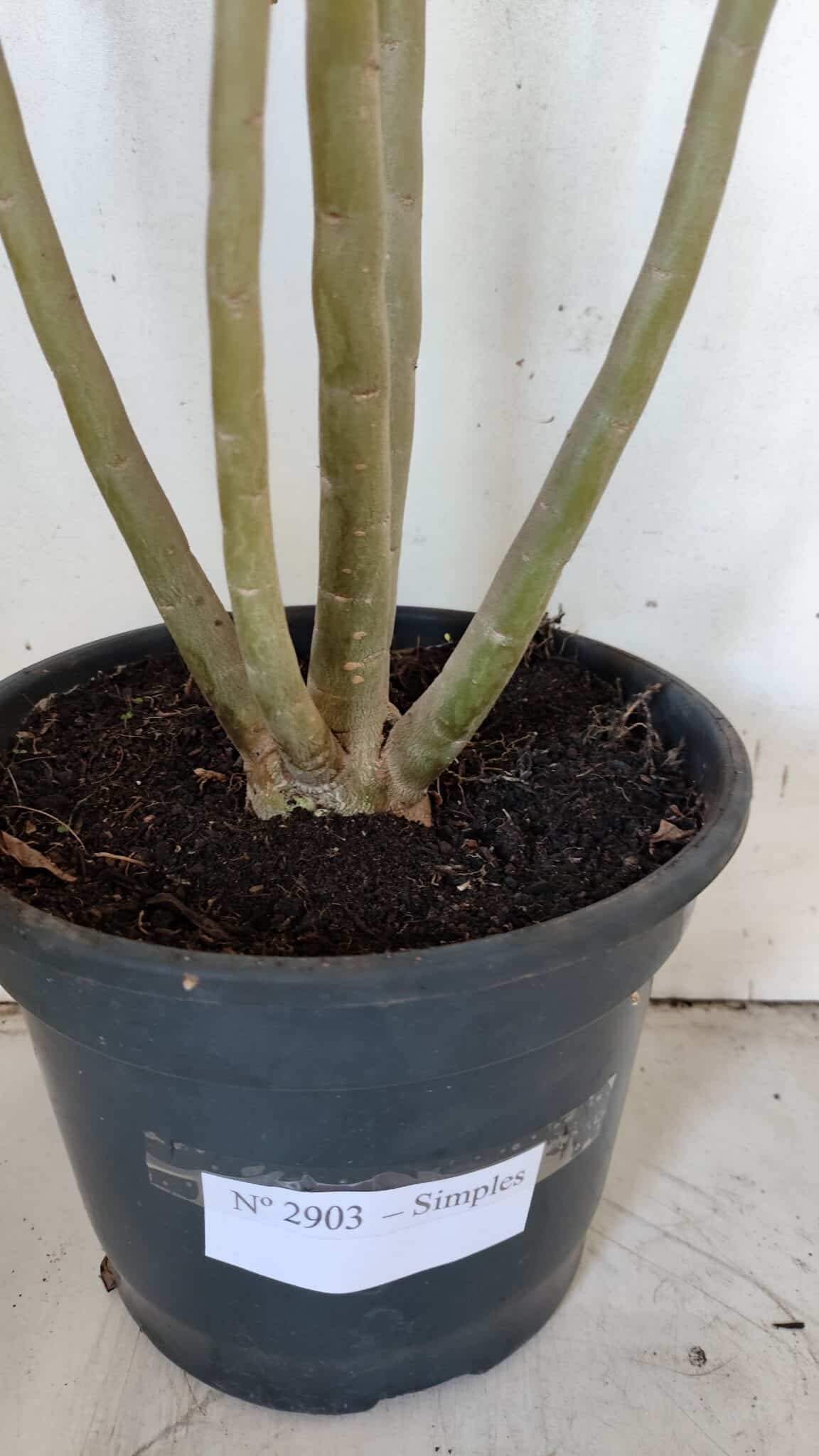 Planta Simples 2903 – 60cm – 04 anos