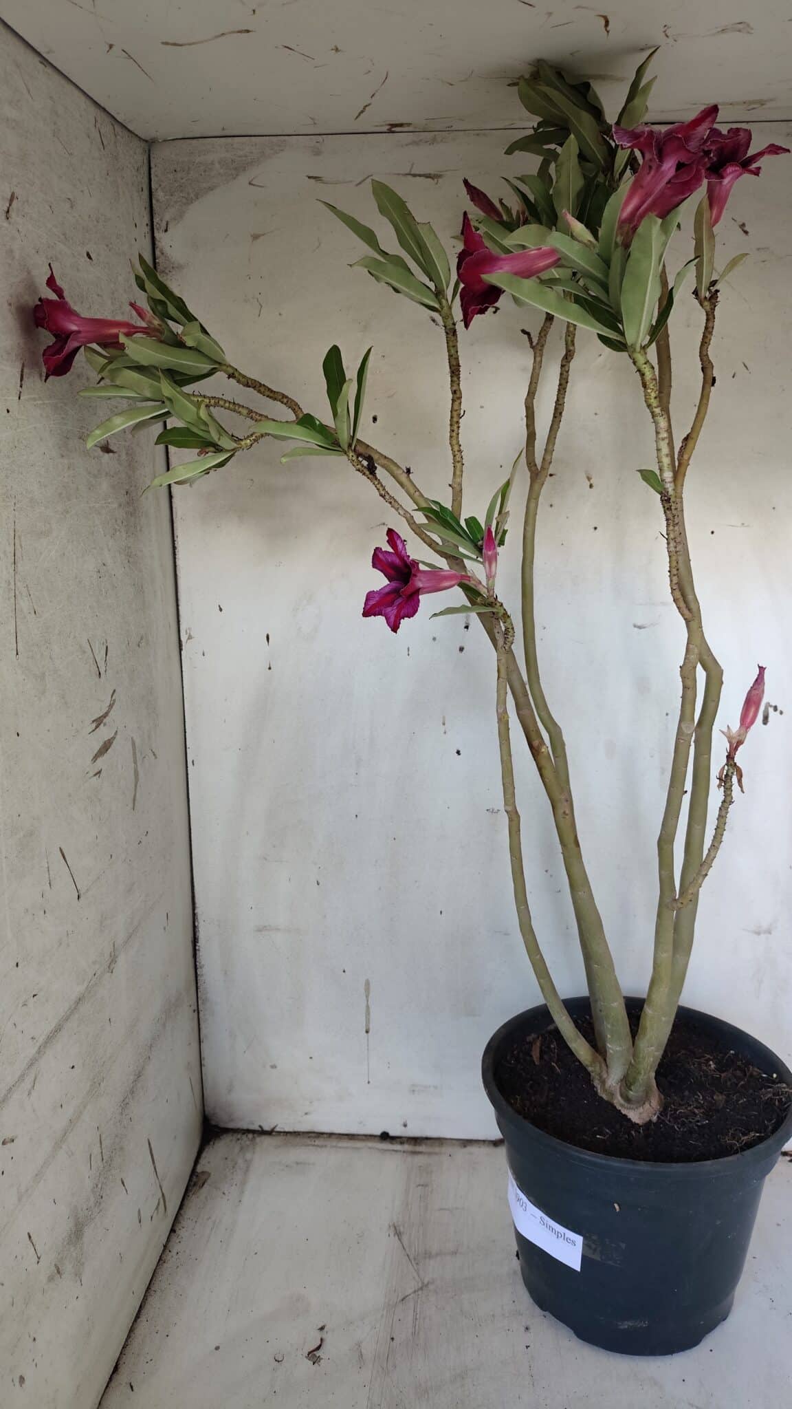 Planta Simples 2903 – 60cm – 04 anos