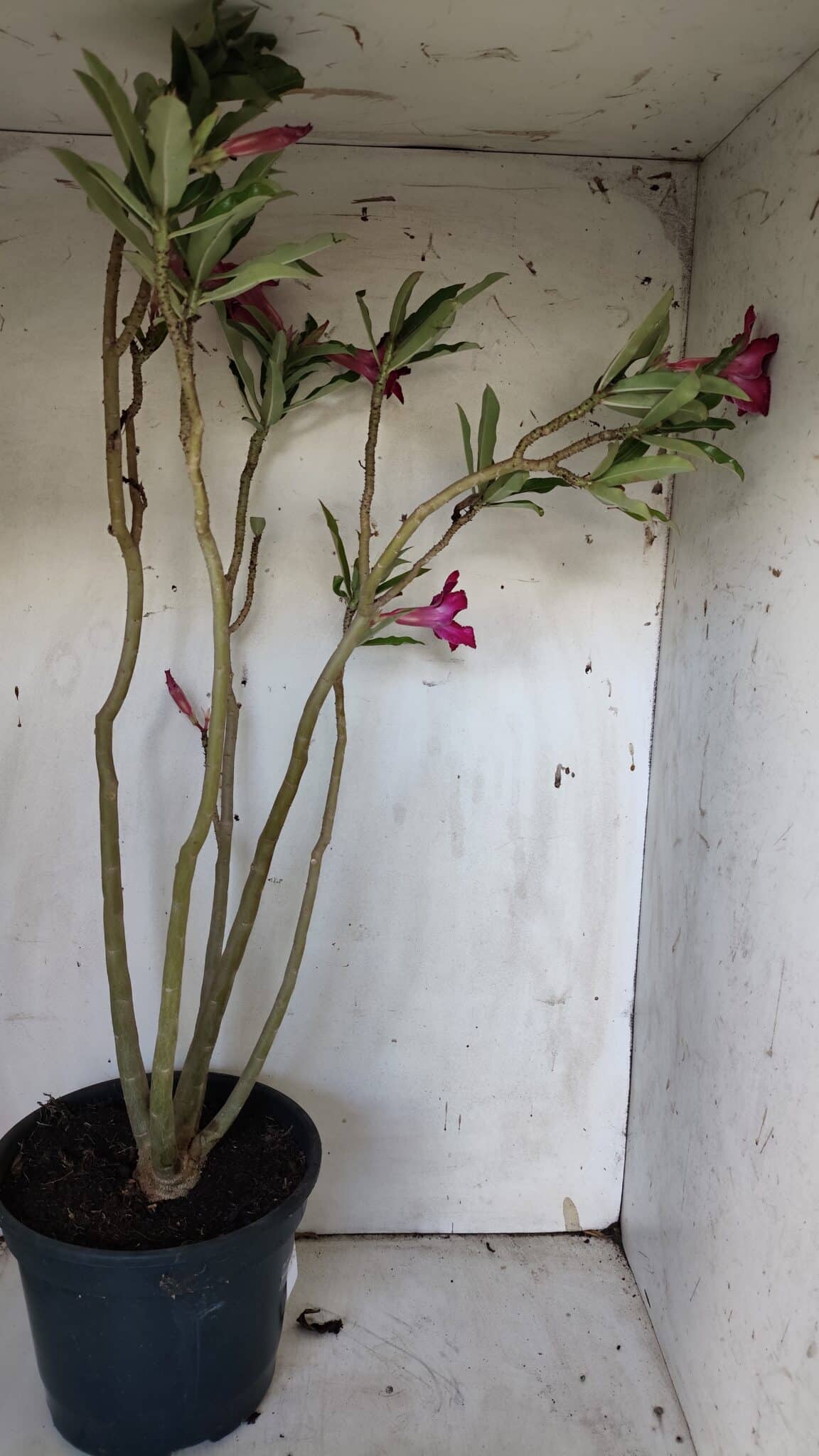 Planta Simples 2903 – 60cm – 04 anos