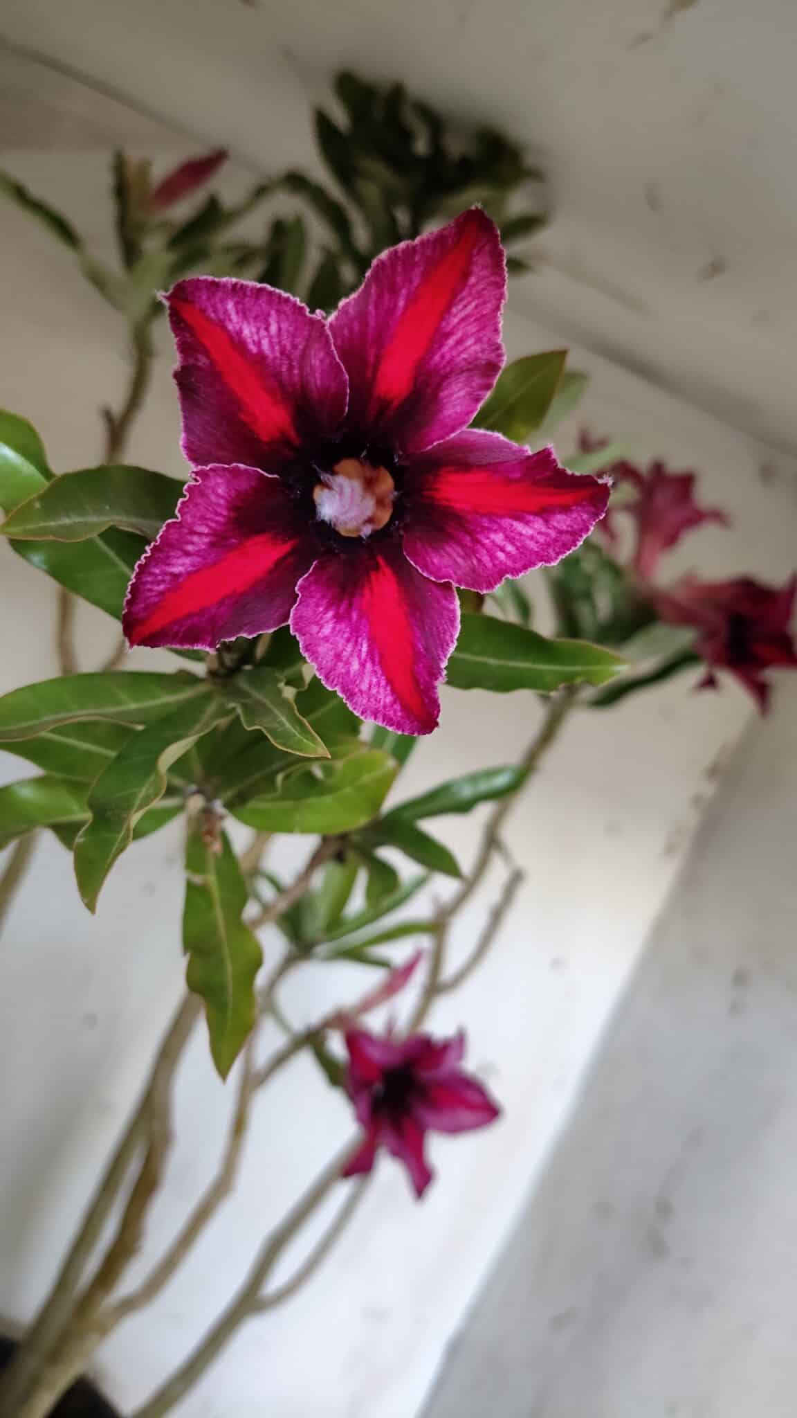 Planta Simples 2903 – 60cm – 04 anos