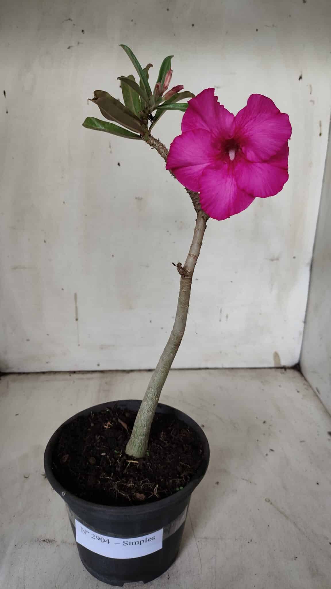 Planta Simples 2904 – 30cm – 02 anos