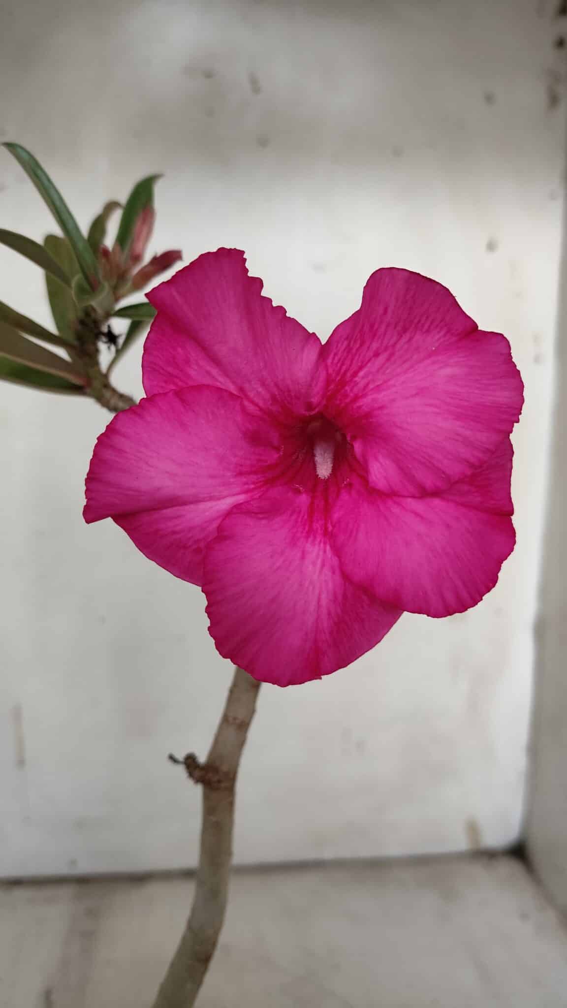 Planta Simples 2904 – 30cm – 02 anos