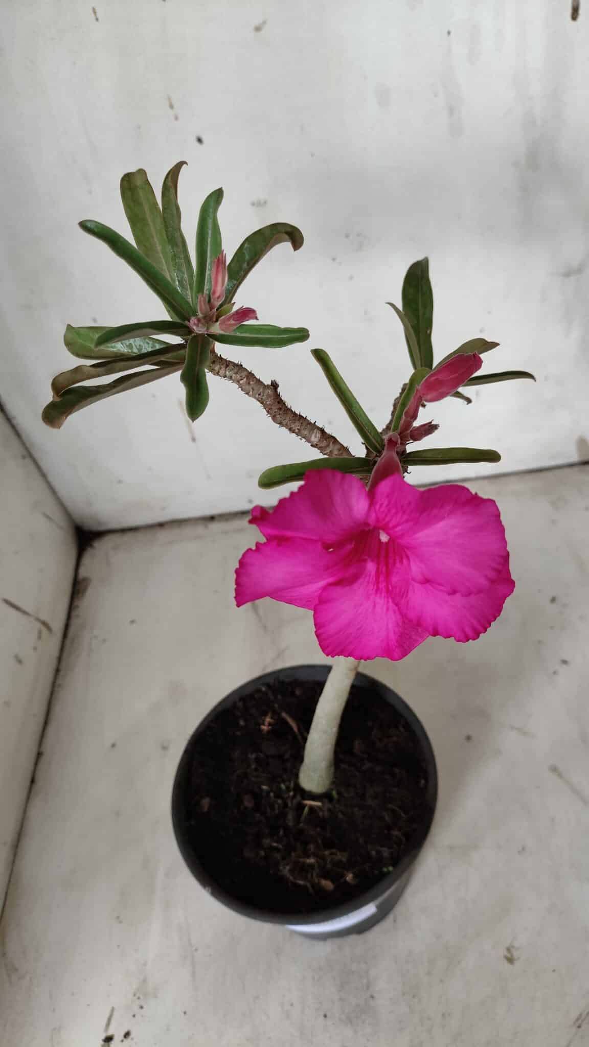 Planta Simples 2904 – 30cm – 02 anos