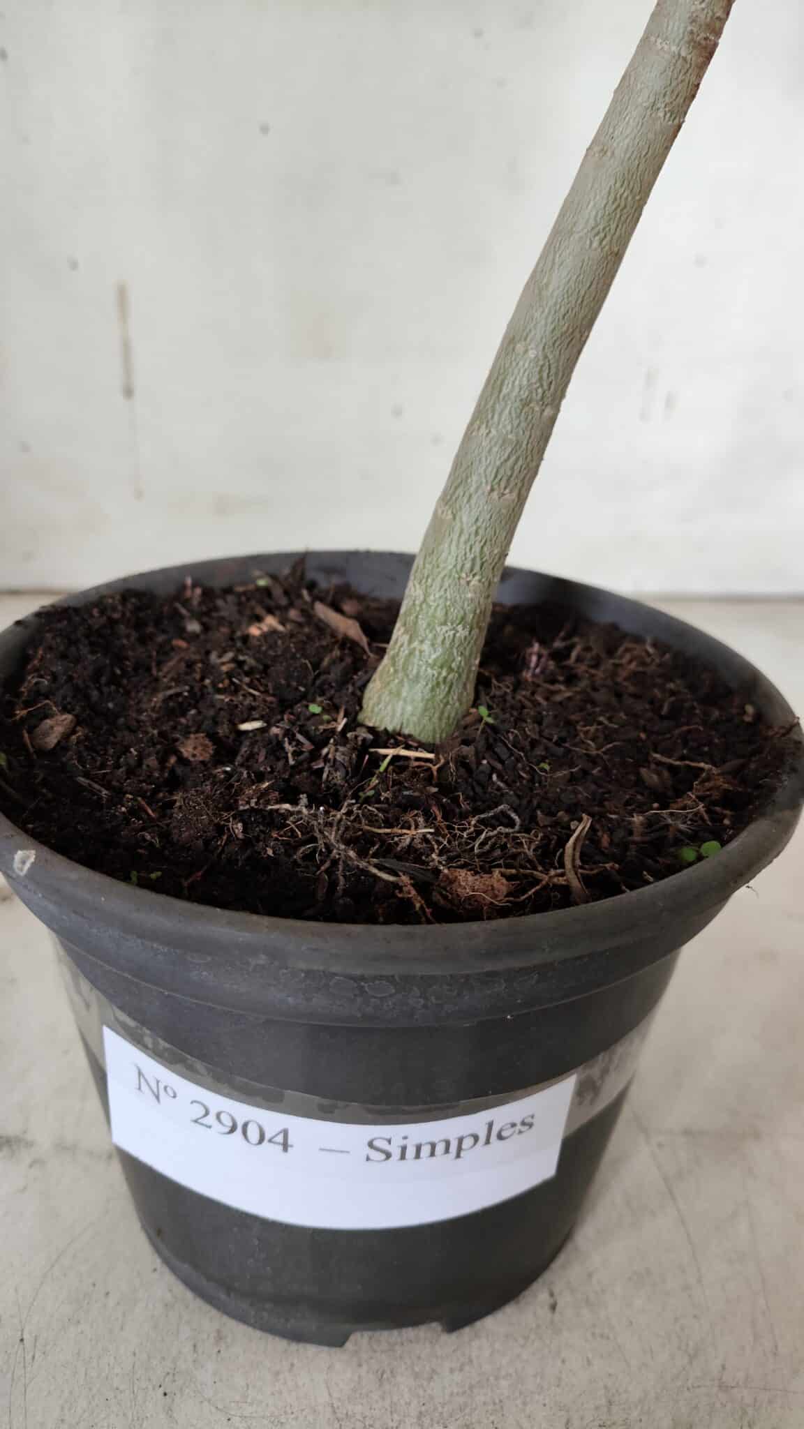 Planta Simples 2904 – 30cm – 02 anos