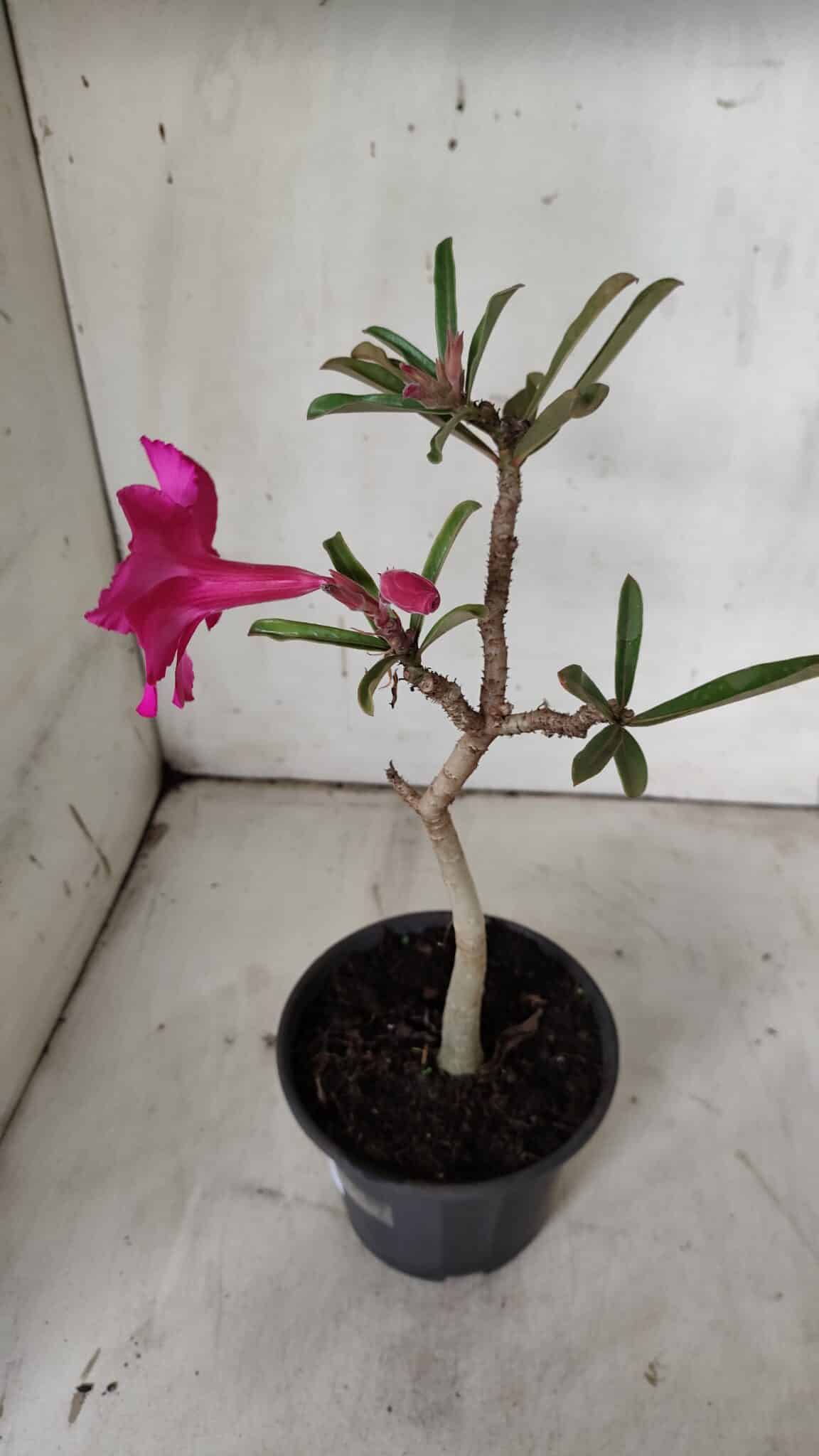 Planta Simples 2904 – 30cm – 02 anos