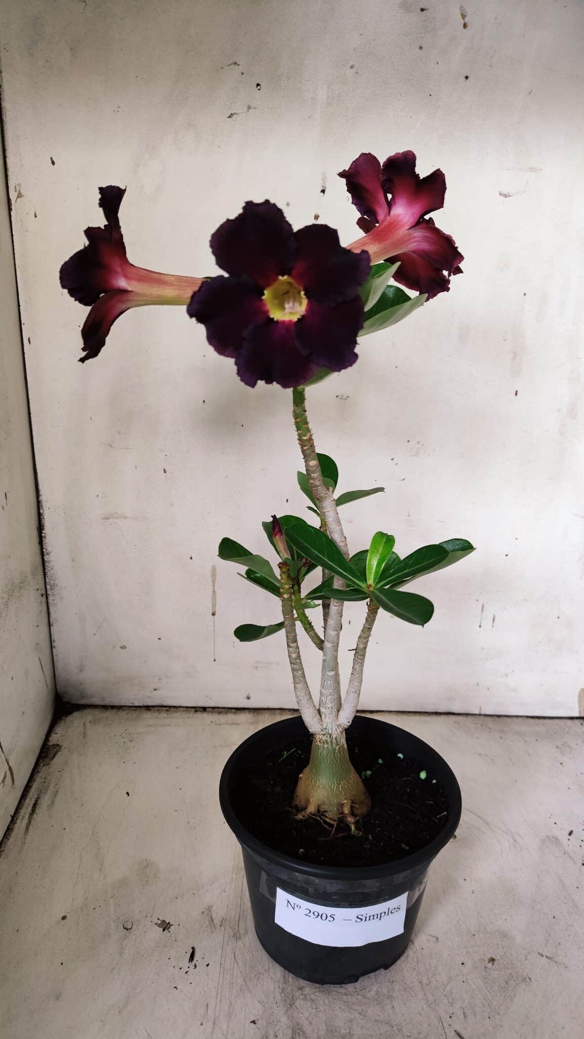 Planta Simples 2905 – 30cm – 02 anos