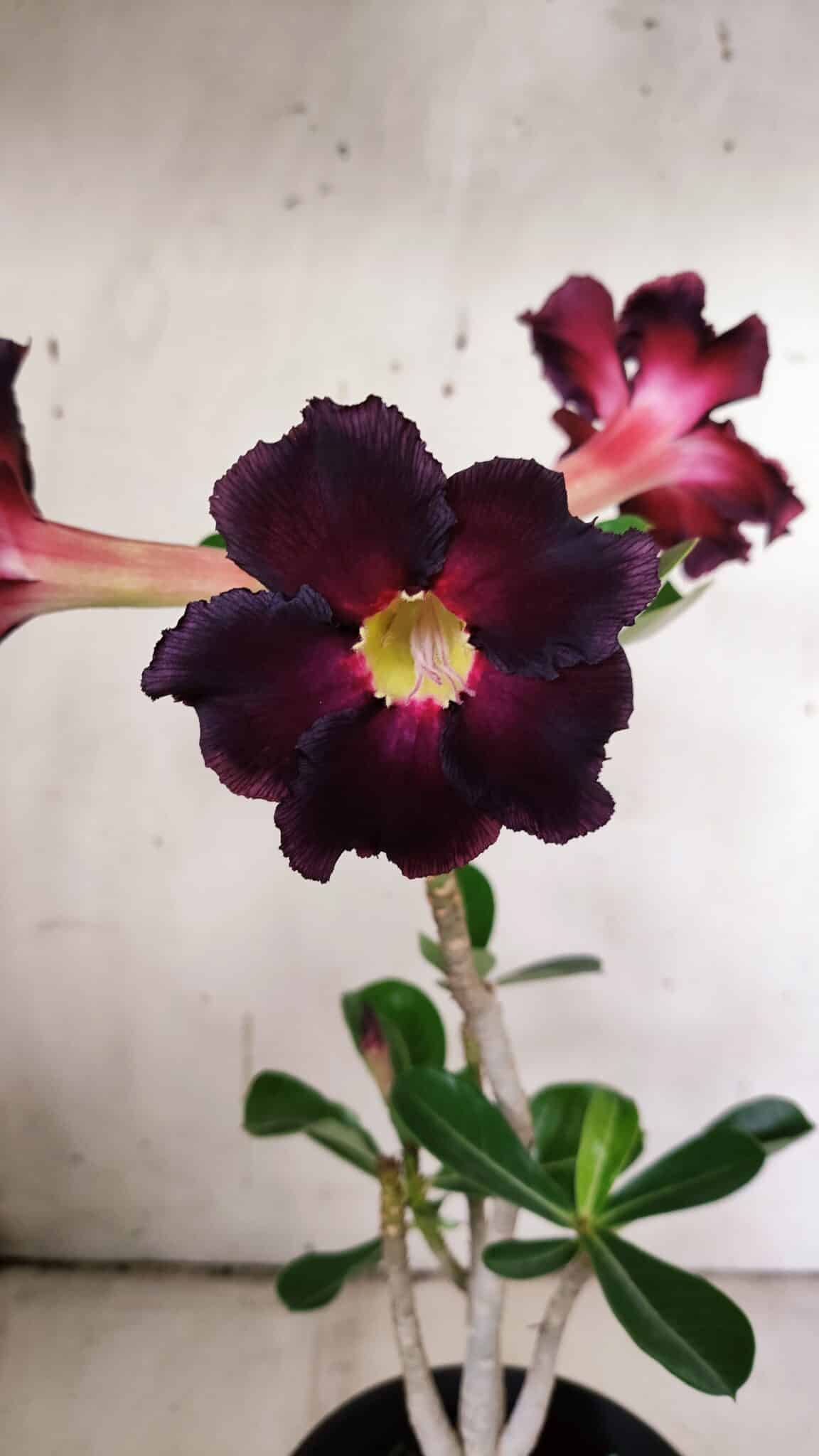Planta Simples 2905 – 30cm – 02 anos