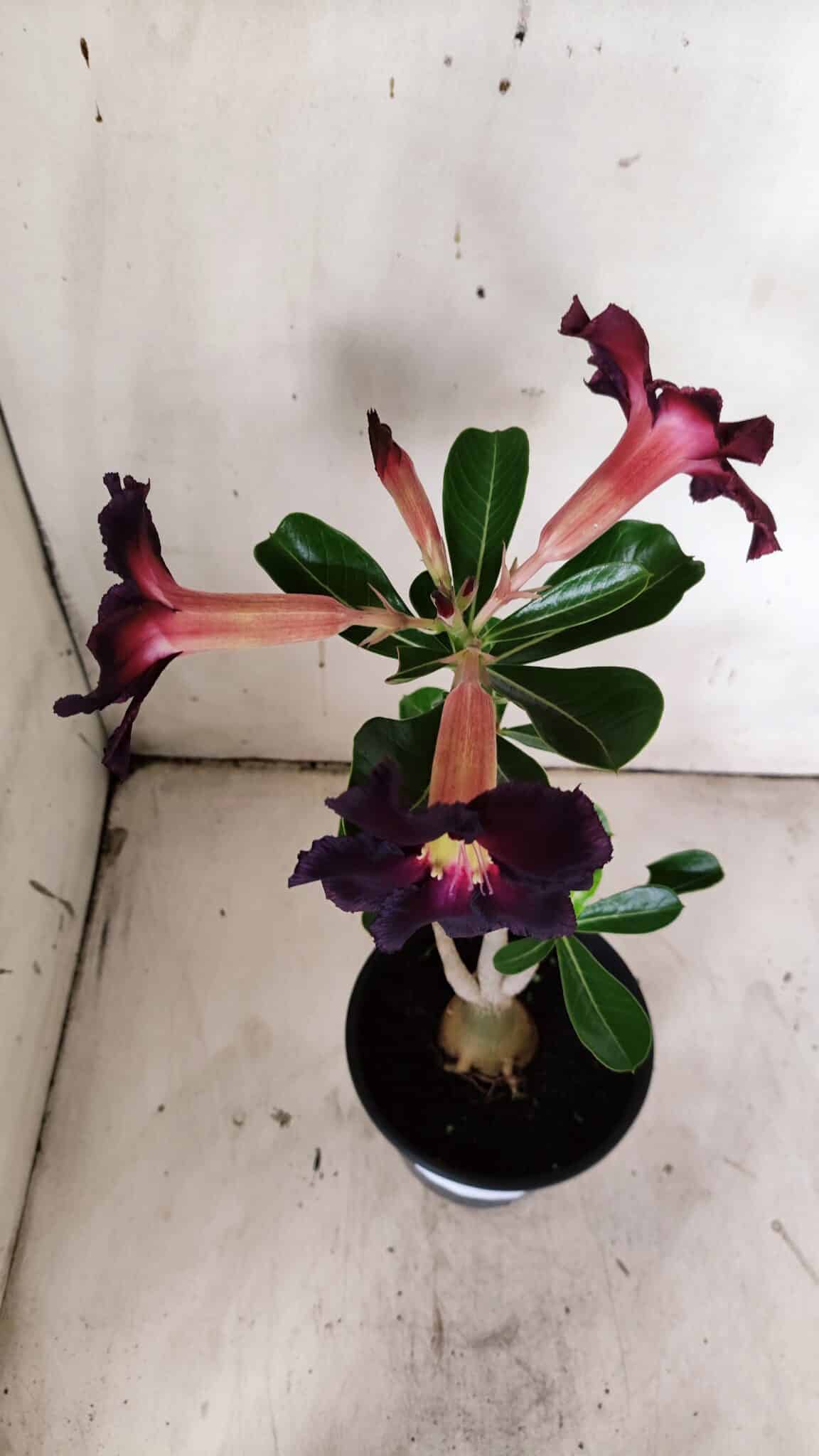 Planta Simples 2905 – 30cm – 02 anos