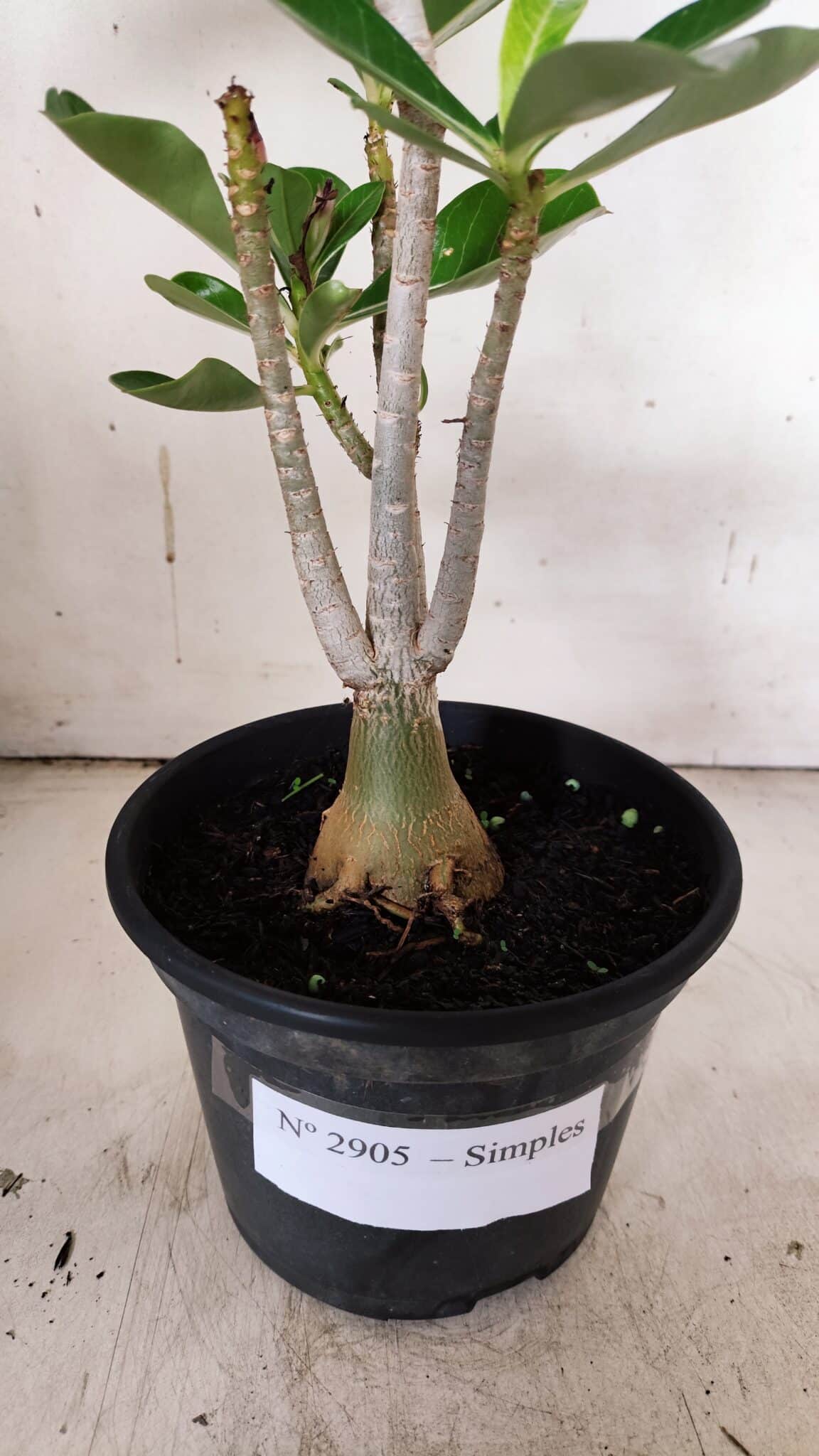 Planta Simples 2905 – 30cm – 02 anos