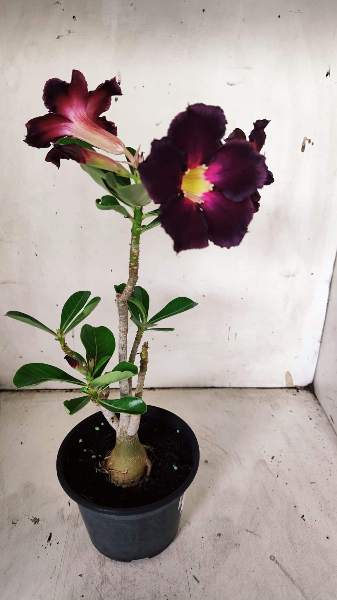 Planta Simples 2905 – 30cm – 02 anos