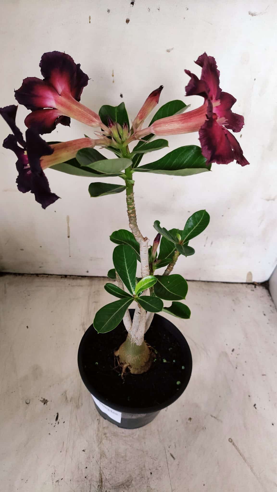 Planta Simples 2905 – 30cm – 02 anos