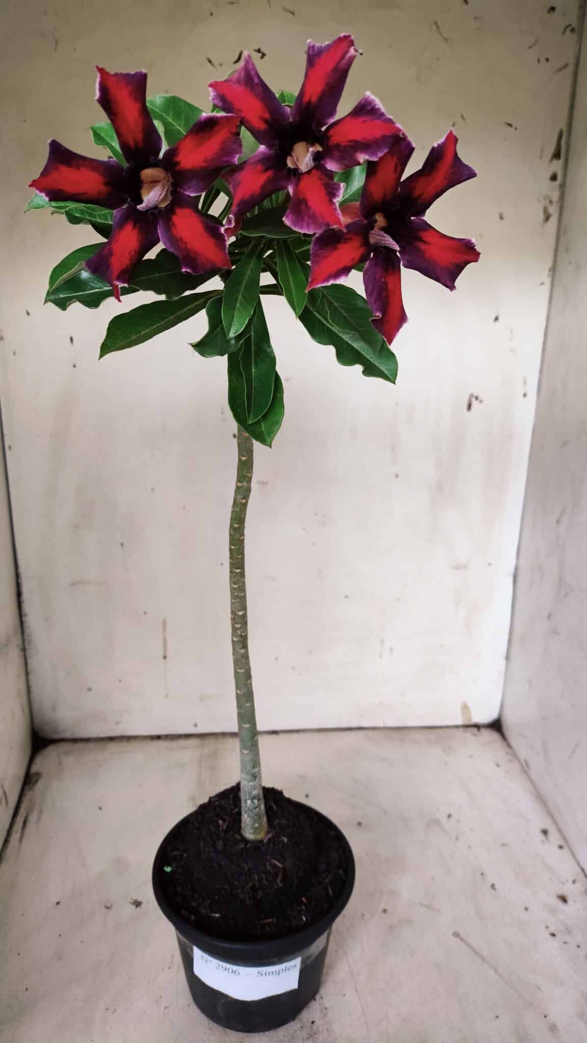 Planta Simples 2906 – 35cm – 03 anos