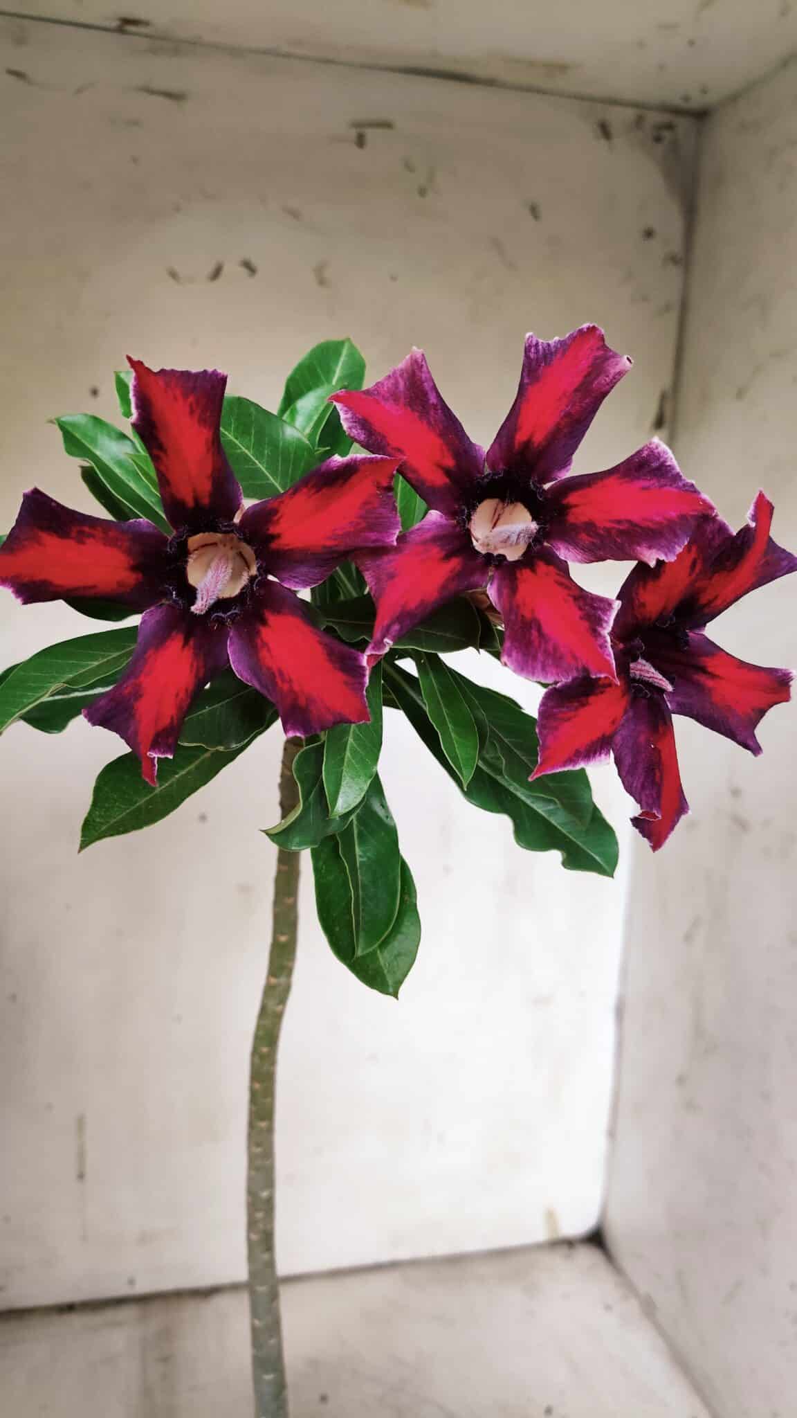 Planta Simples 2906 – 35cm – 03 anos