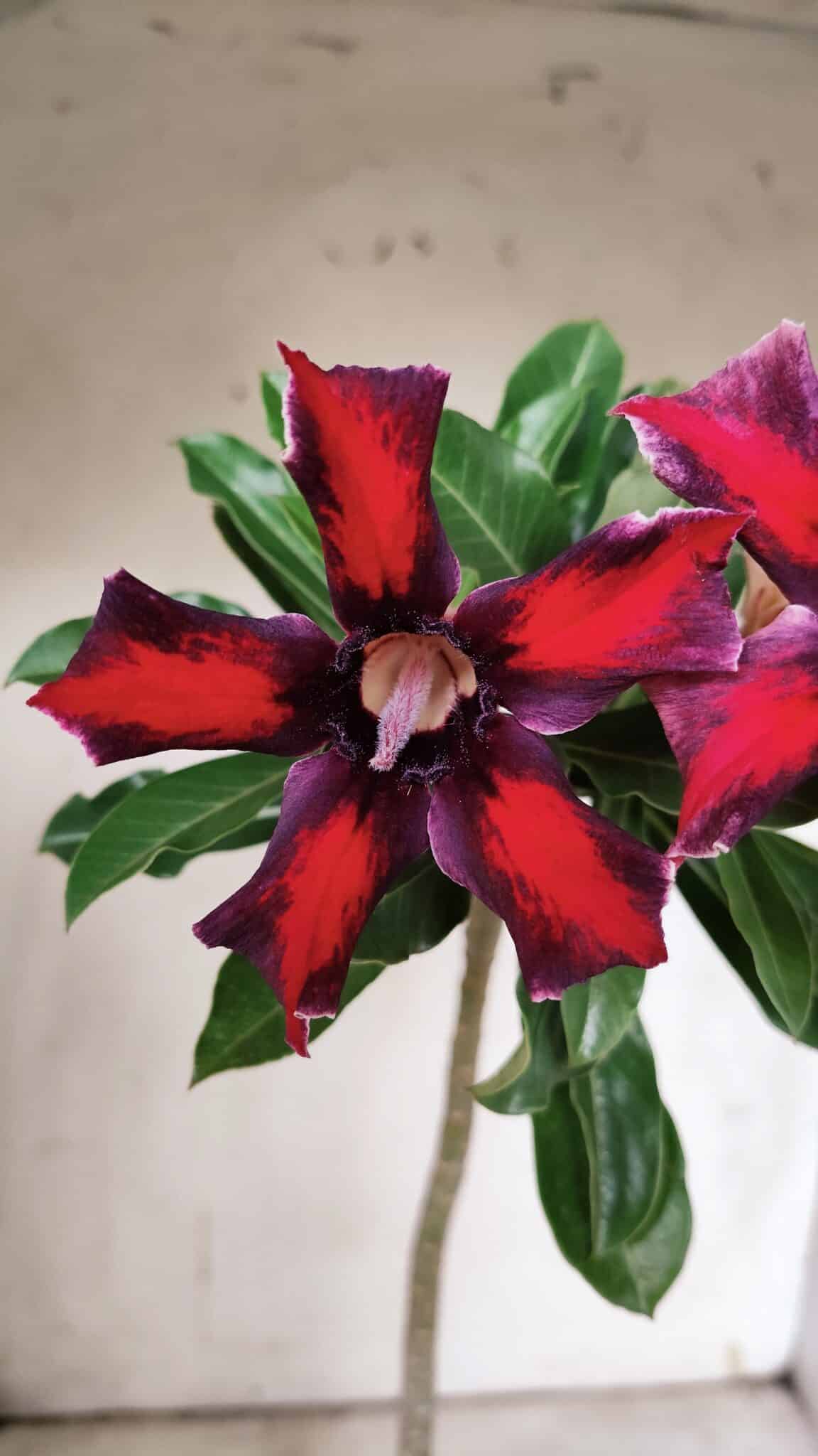 Planta Simples 2906 – 35cm – 03 anos