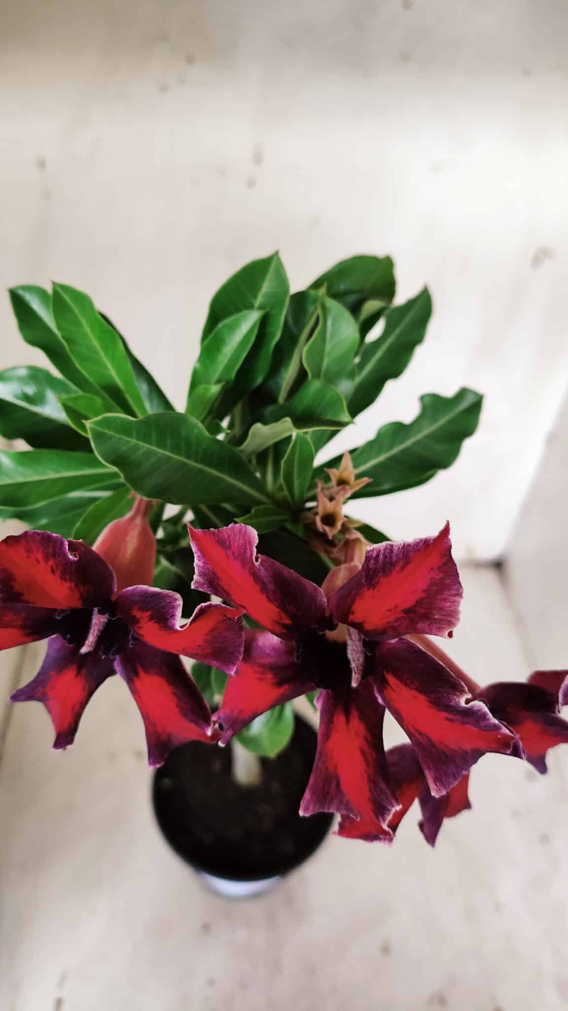 Planta Simples 2906 – 35cm – 03 anos