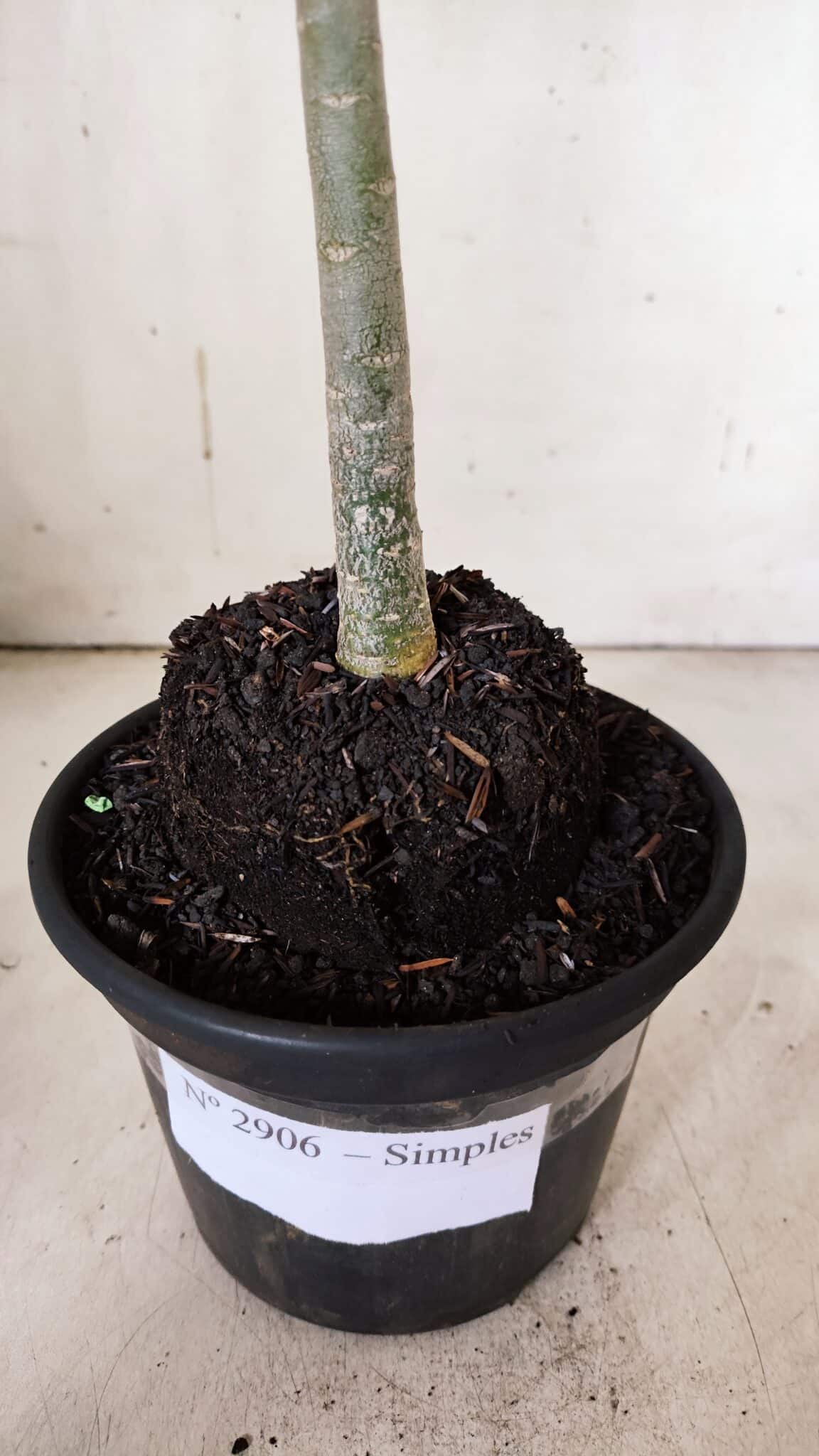 Planta Simples 2906 – 35cm – 03 anos