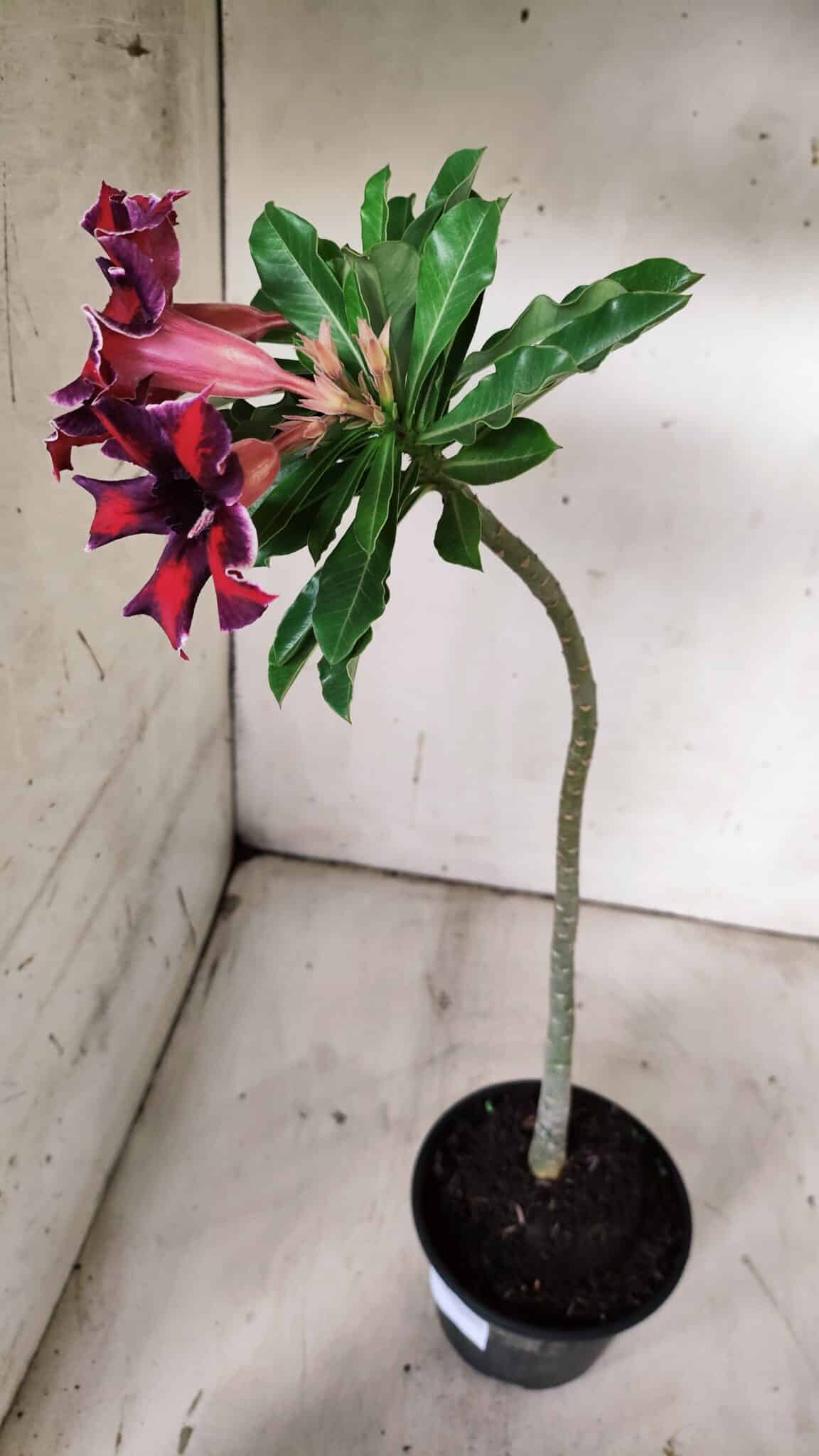 Planta Simples 2906 – 35cm – 03 anos