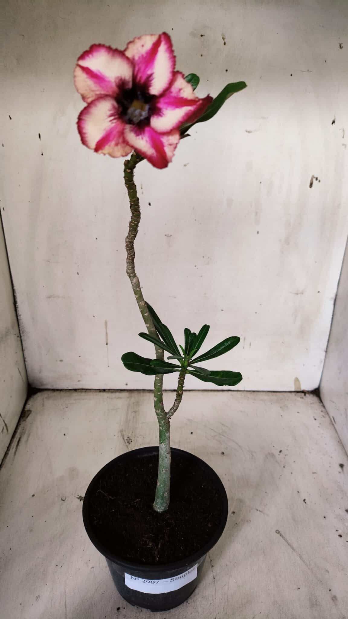 Planta Simples 2907 – 30cm – 02 anos