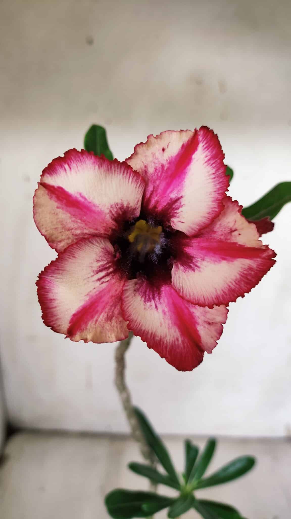 Planta Simples 2907 – 30cm – 02 anos