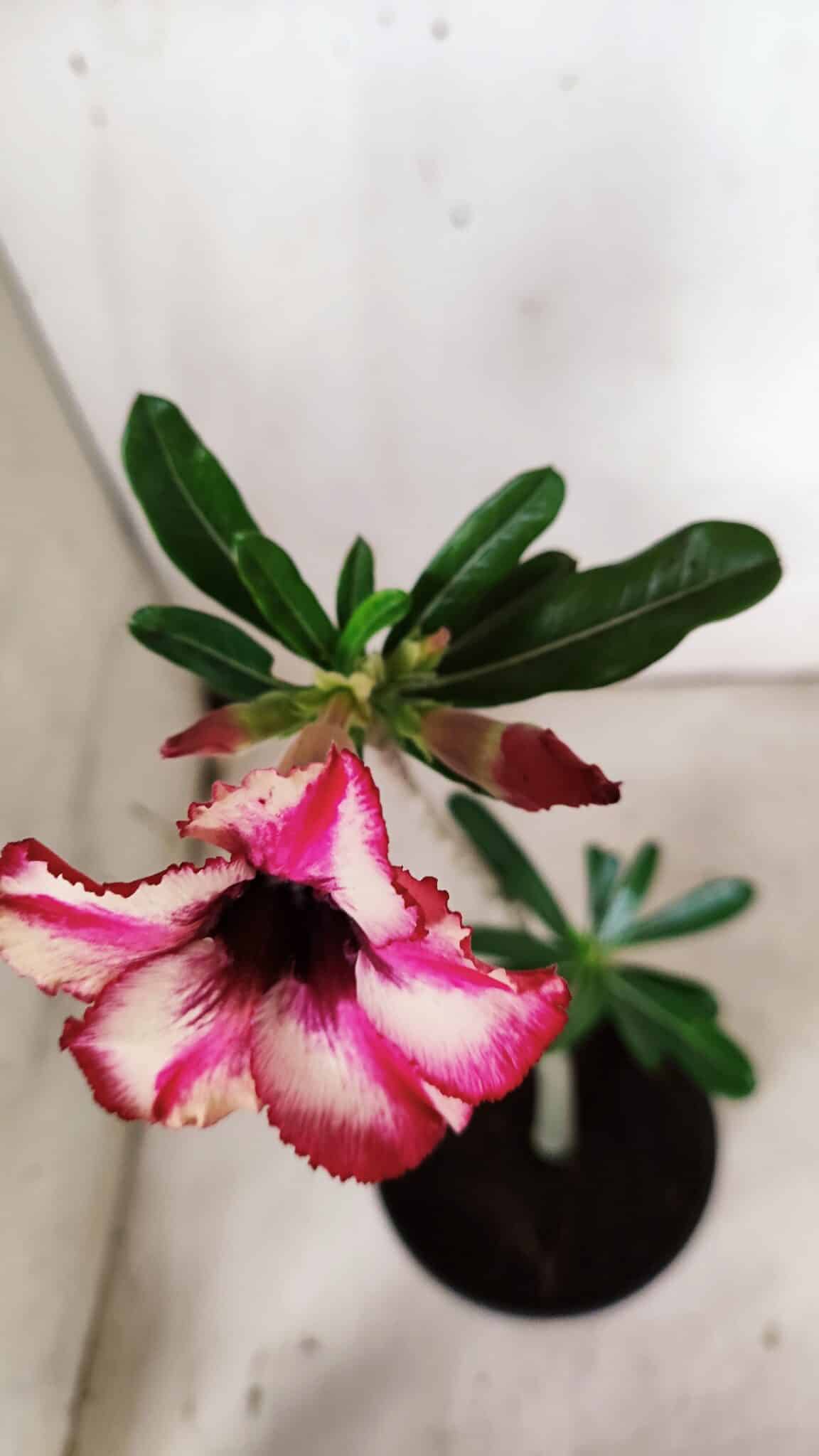 Planta Simples 2907 – 30cm – 02 anos