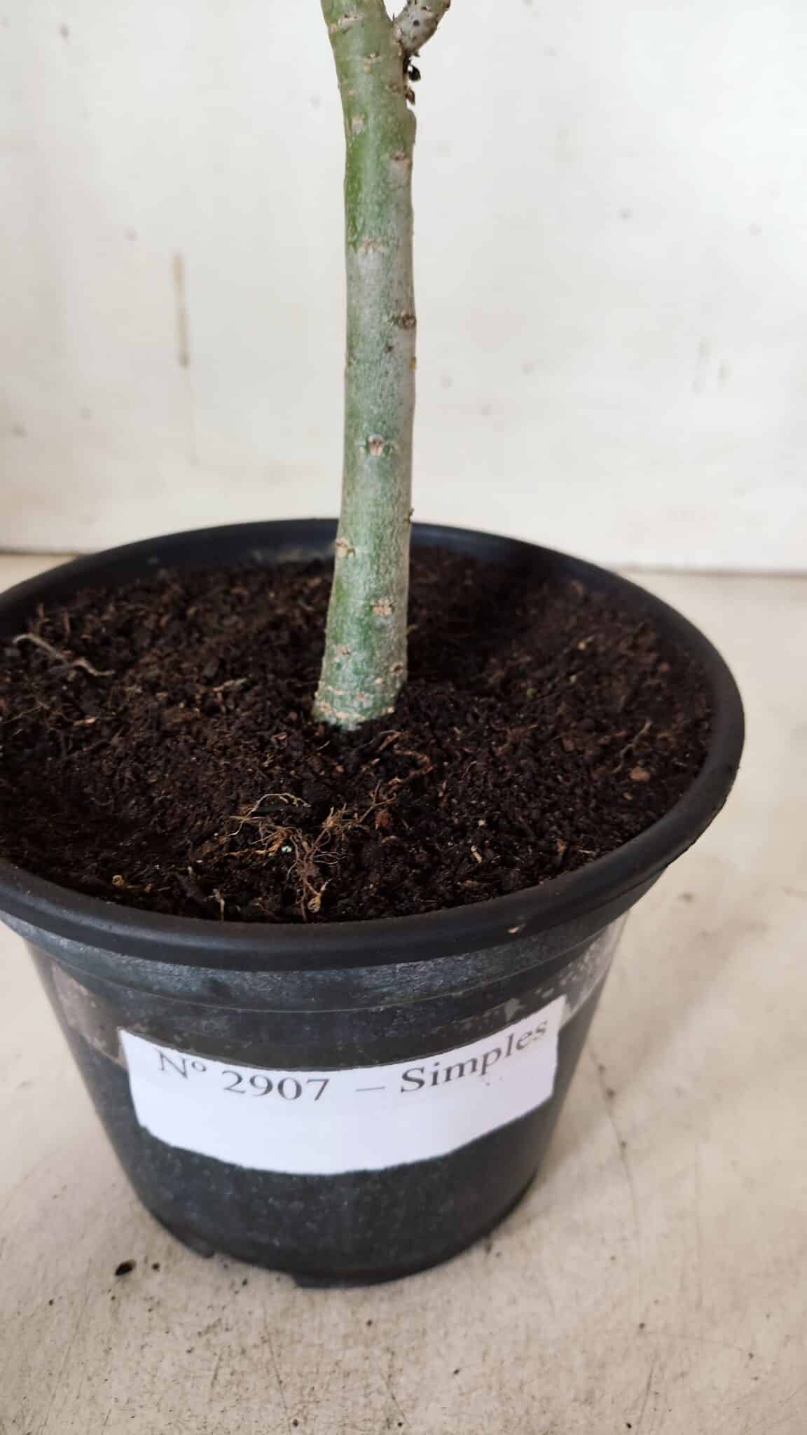 Planta Simples 2907 – 30cm – 02 anos