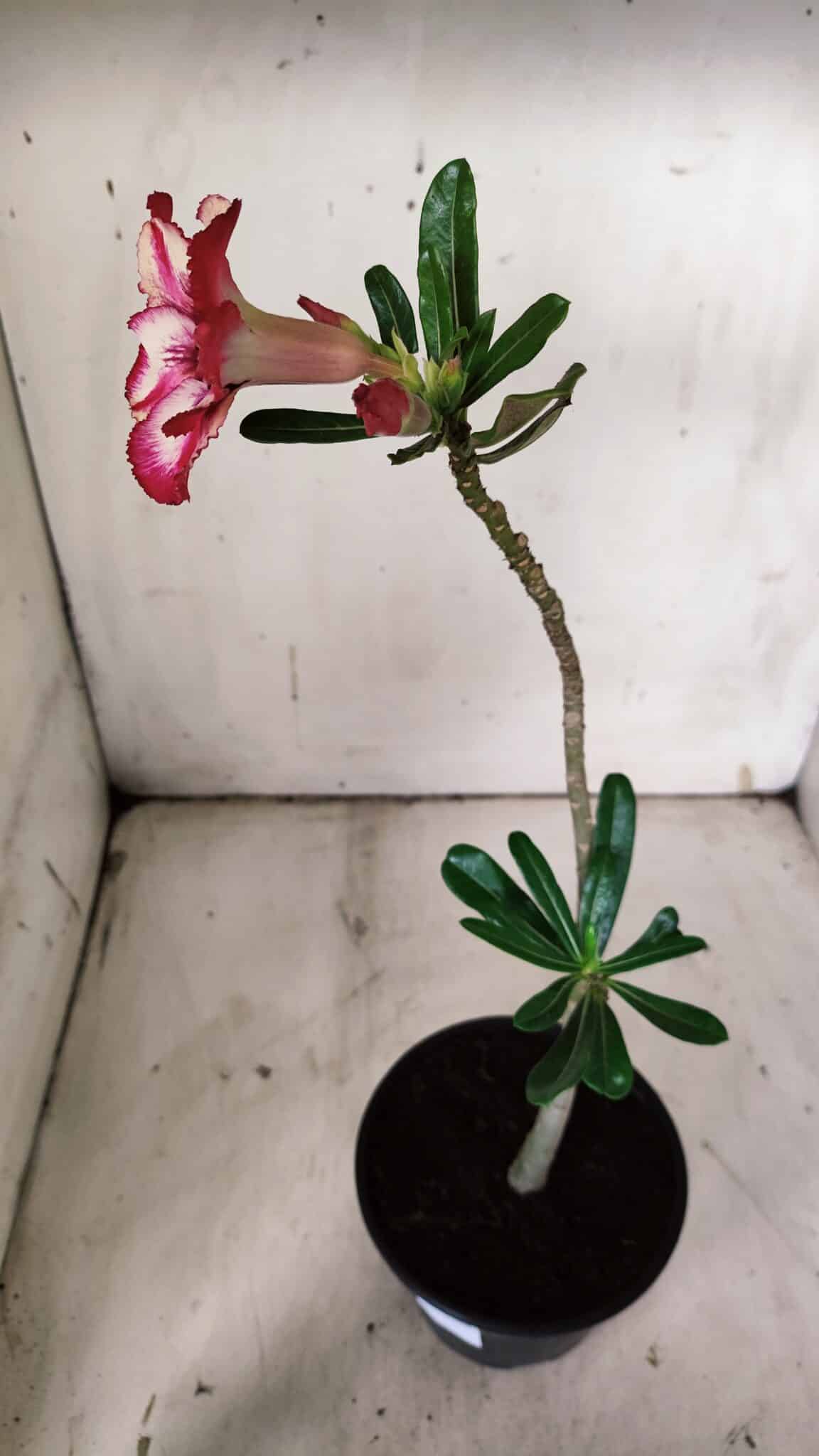 Planta Simples 2907 – 30cm – 02 anos