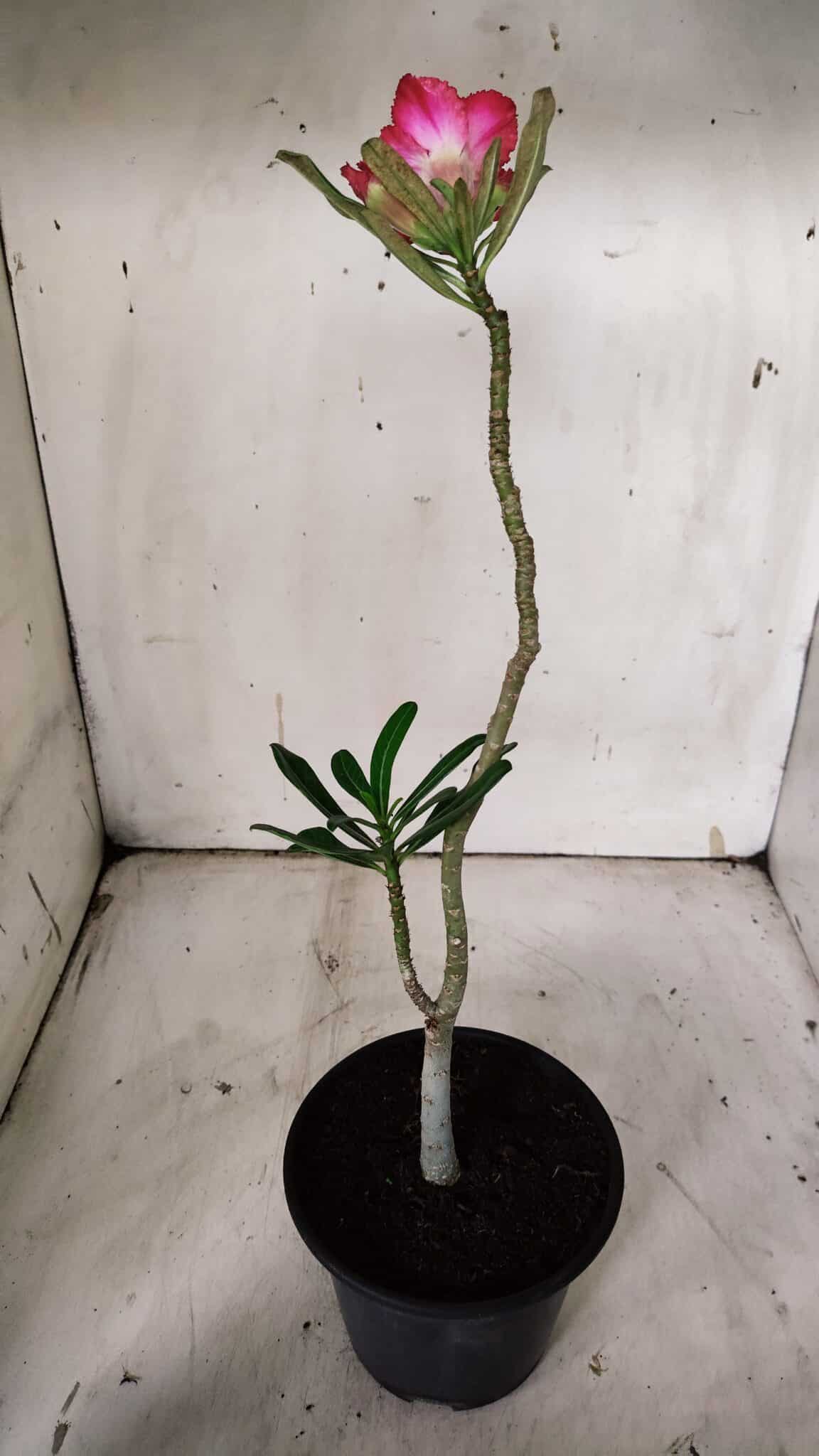 Planta Simples 2907 – 30cm – 02 anos
