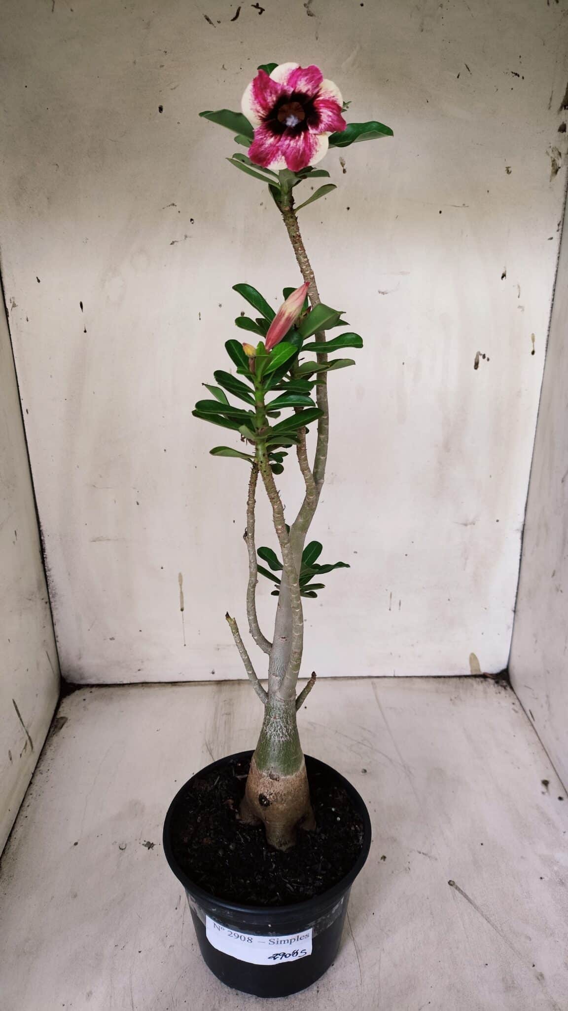 Planta Simples 2908 – 35cm – 03 anos