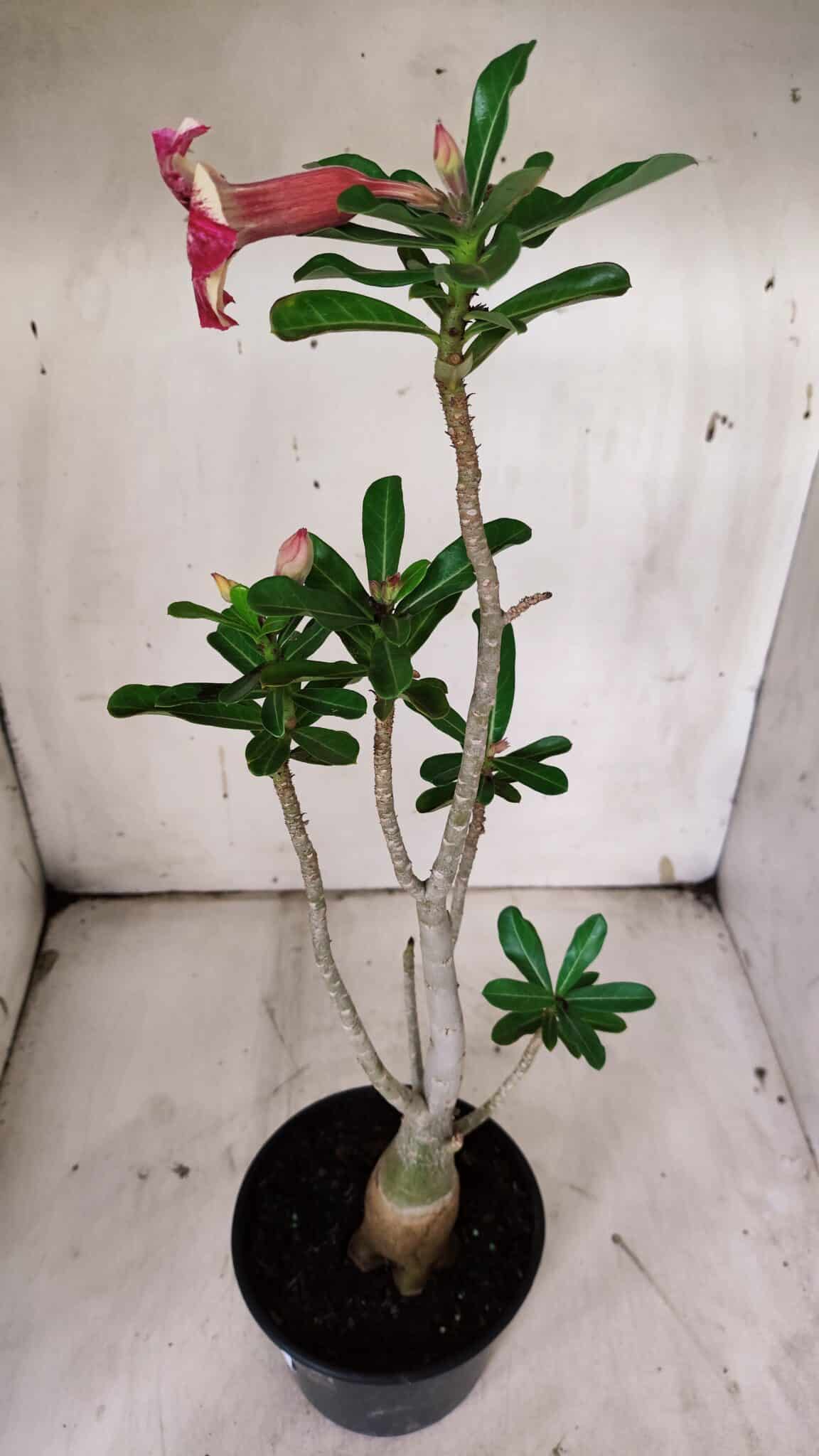Planta Simples 2908 – 35cm – 03 anos