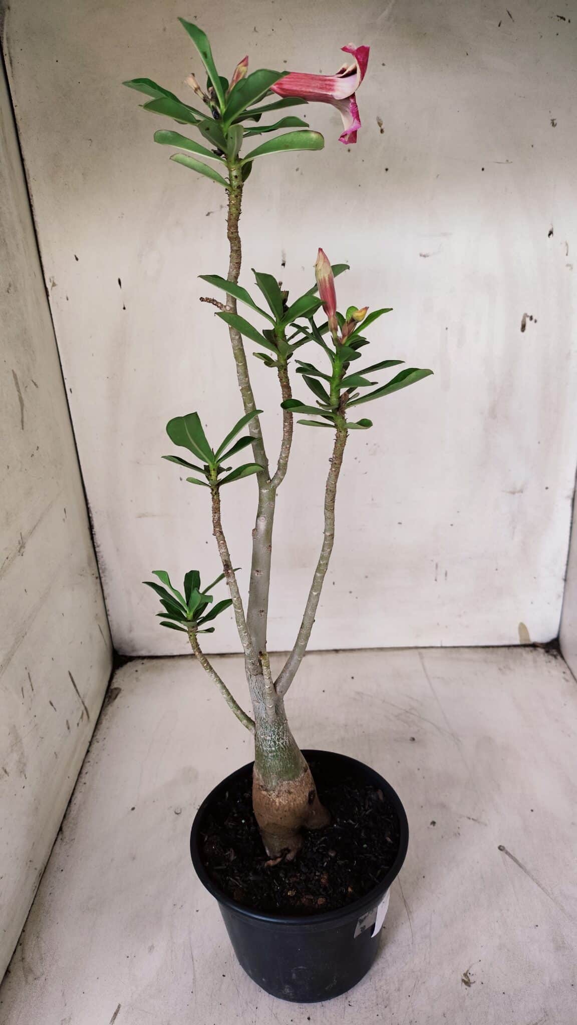 Planta Simples 2908 – 35cm – 03 anos