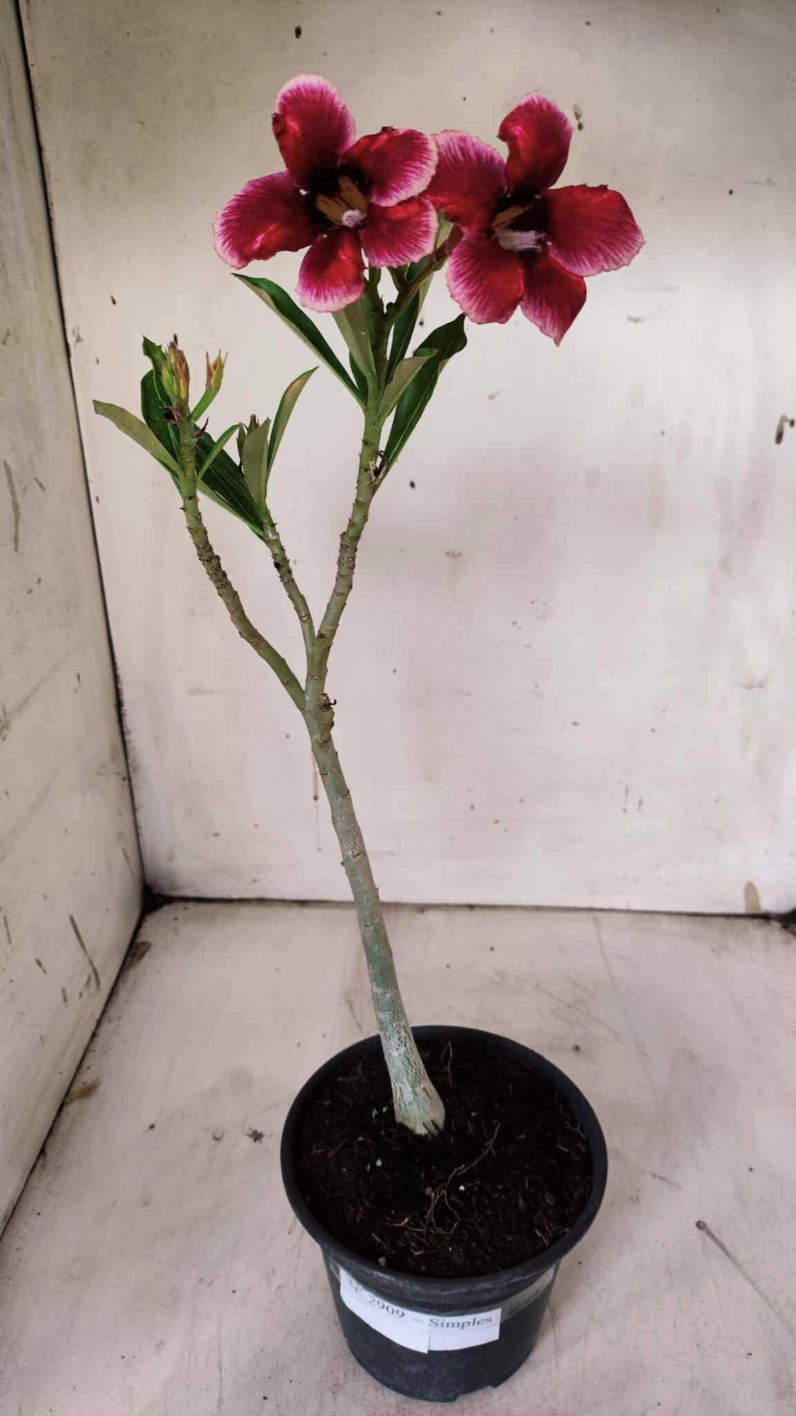 Planta Simples 2909 – 30cm – 02 anos